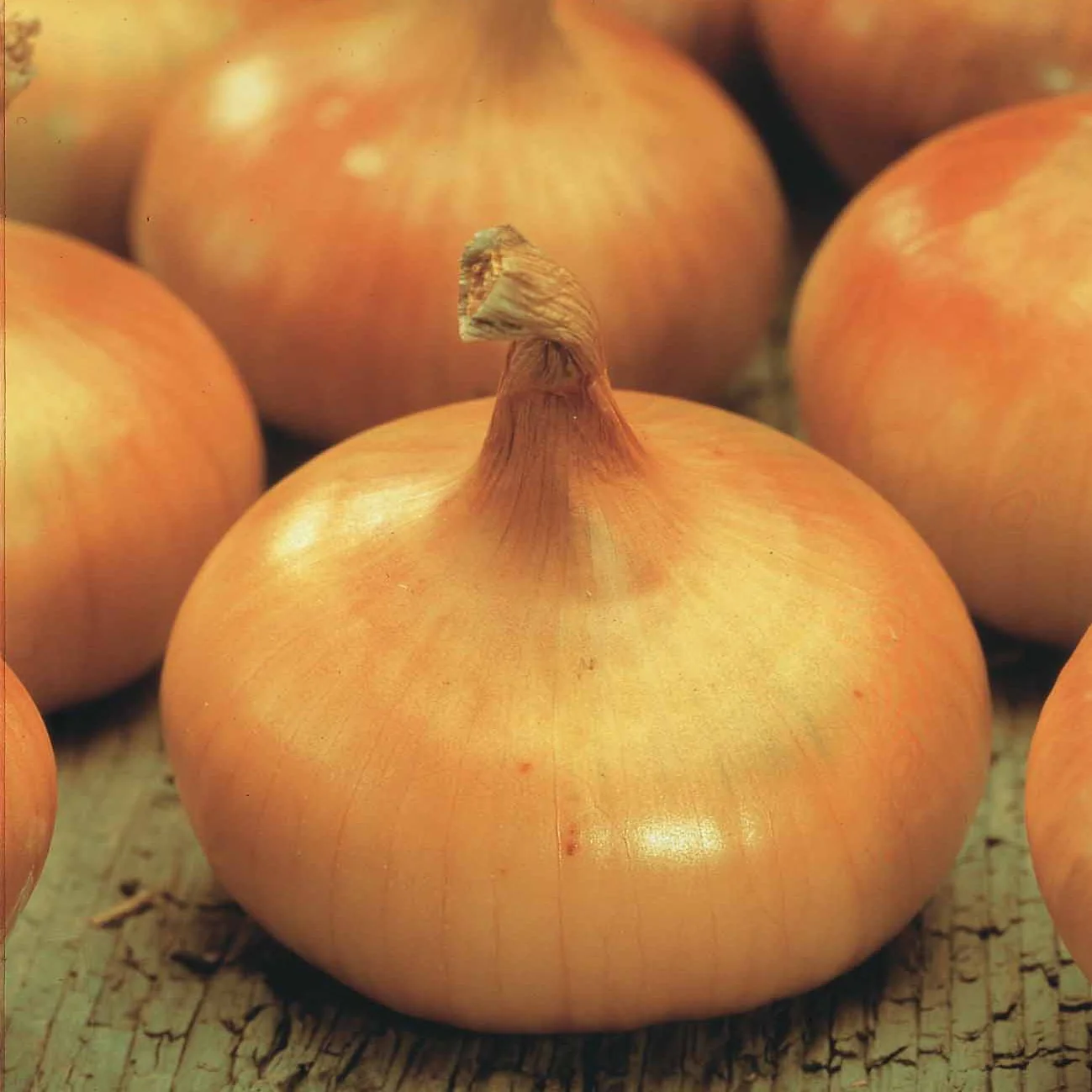 Gele ui 'Paille des Vertus' - Image 3