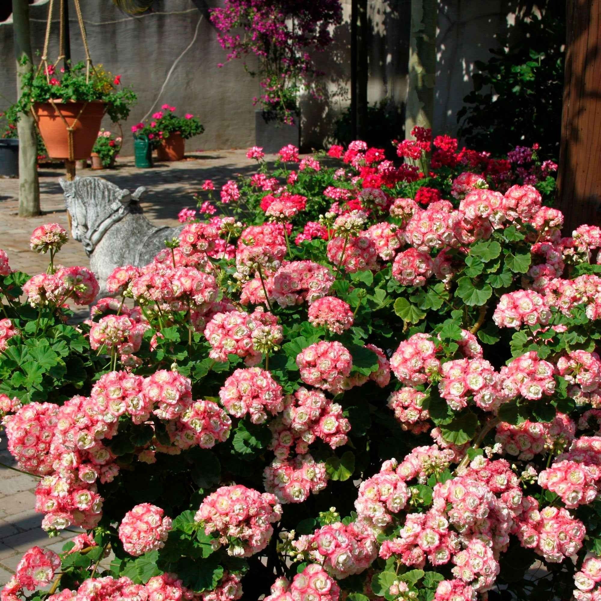 Geranium 'Appleblossom' (x3)