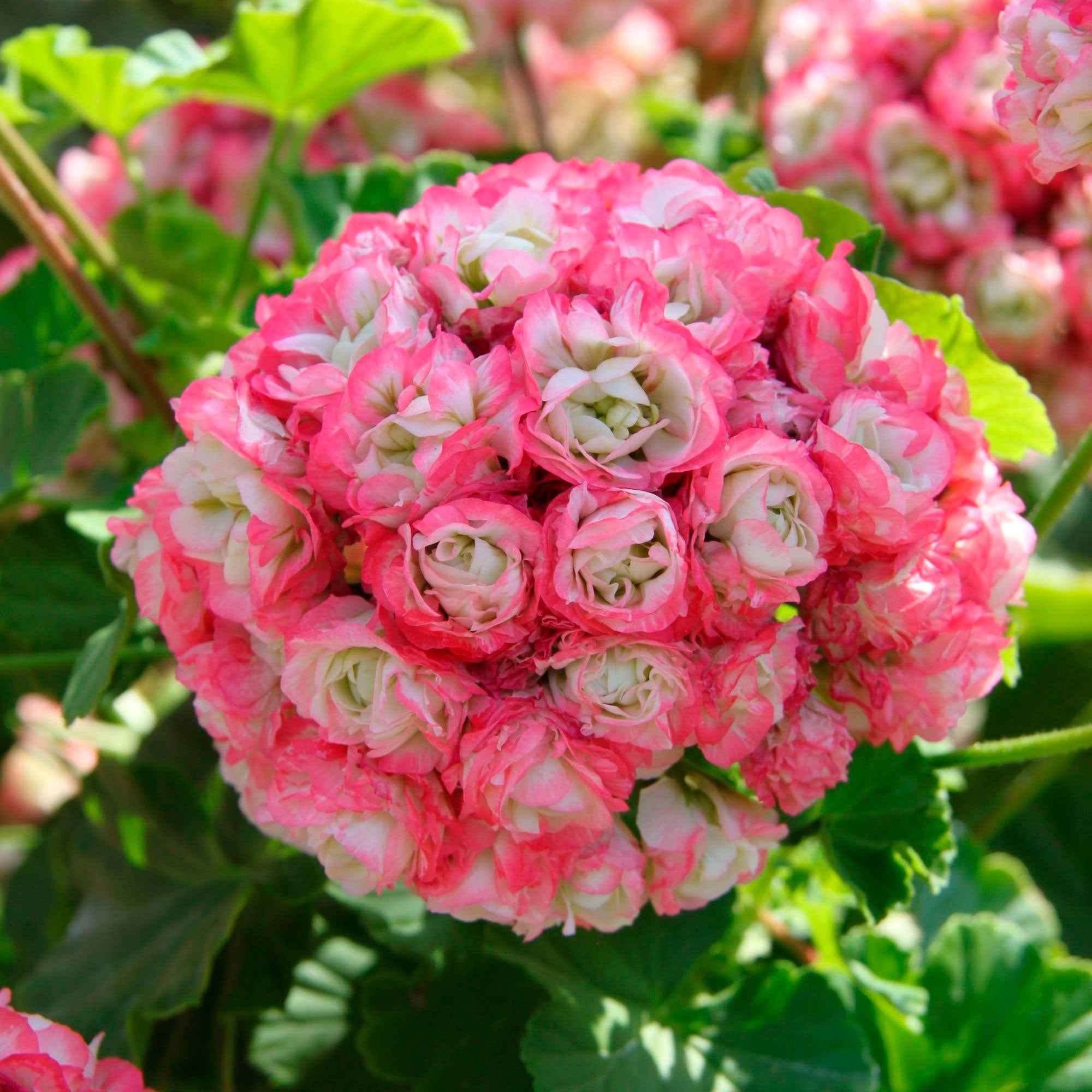 Geranium 'Appleblossom' (x3) - Image 3