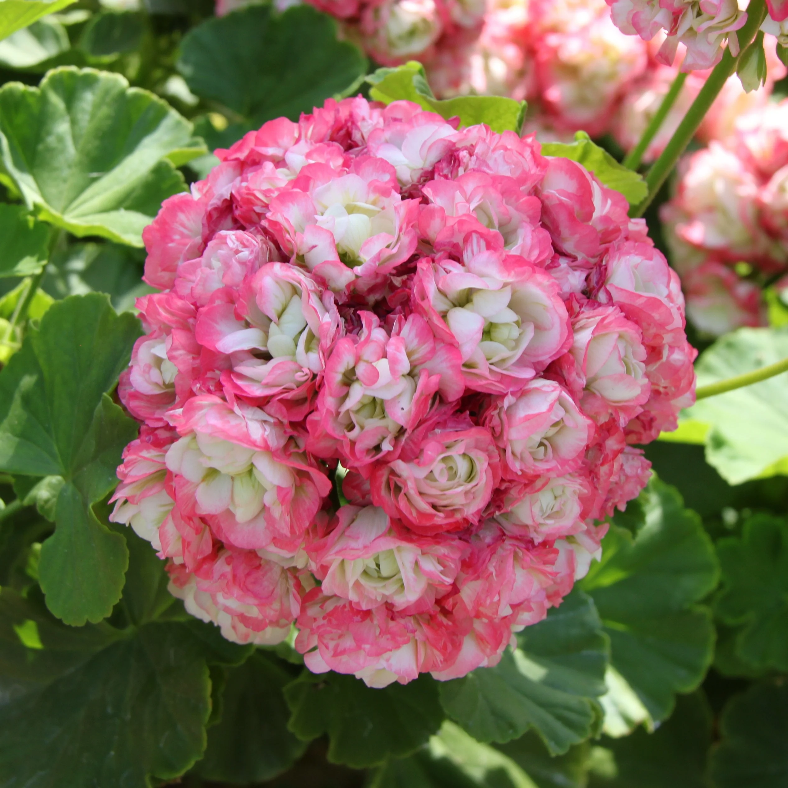 Geranium 'Appleblossom' (x3) - Image 4