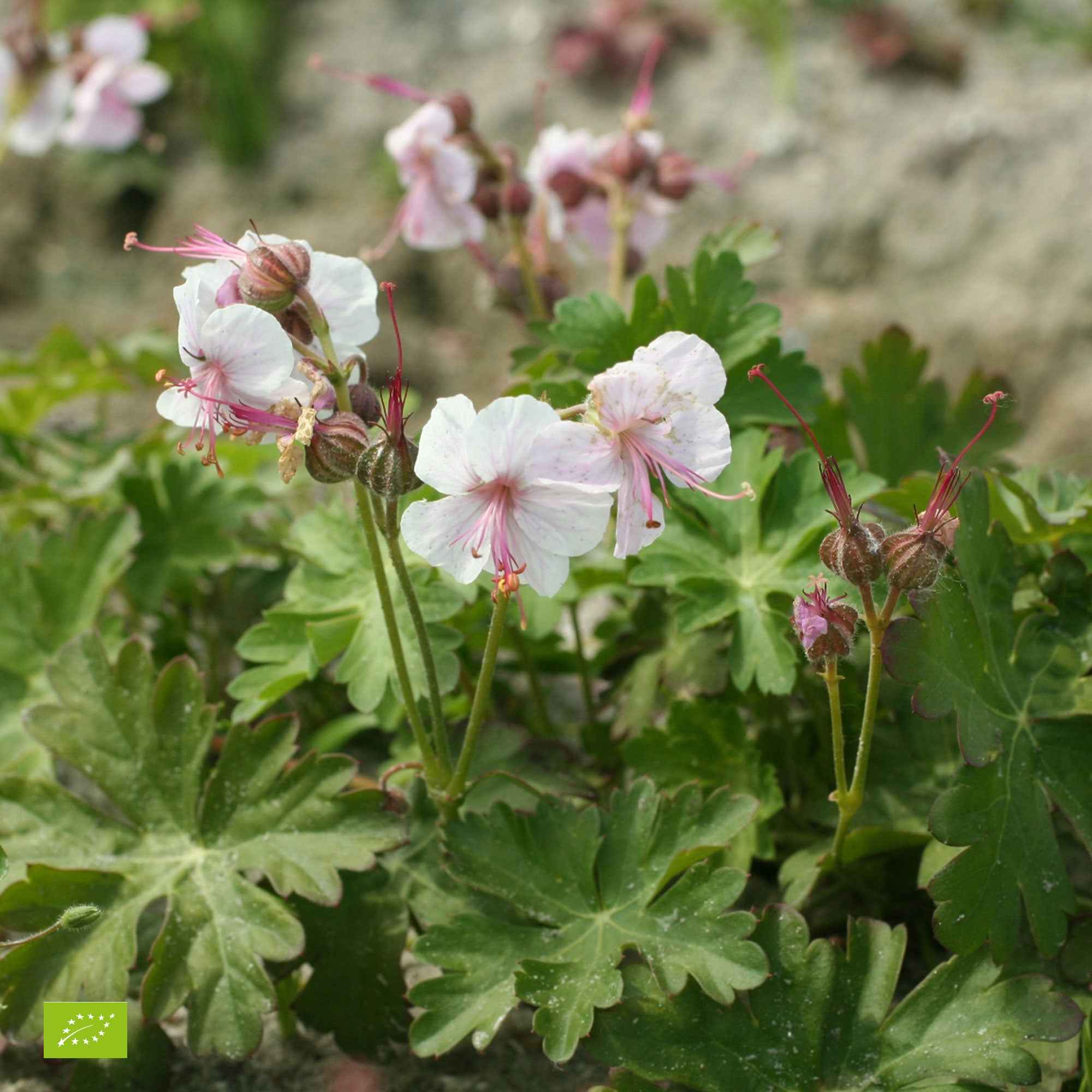 Geranium 'Biokovo'