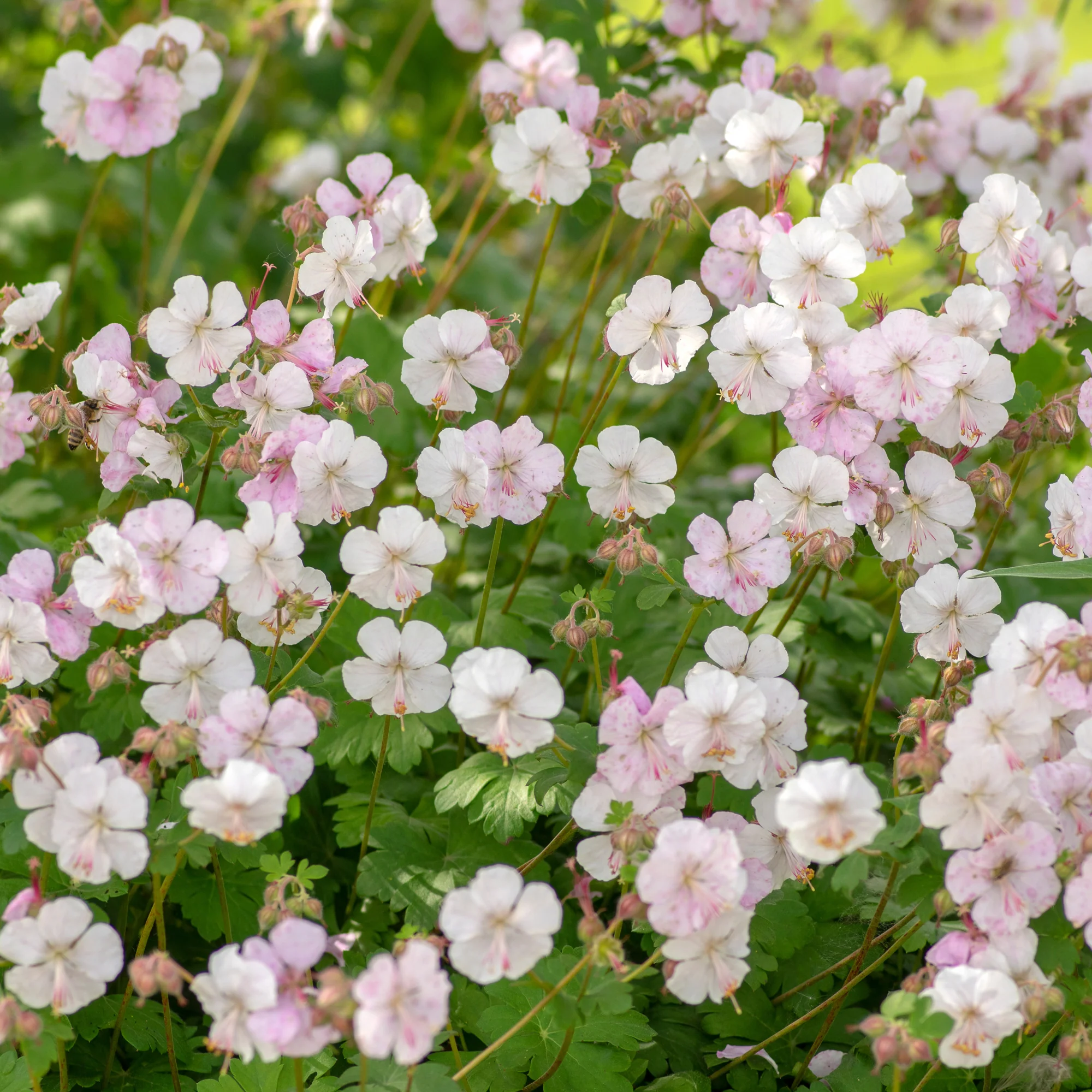 Geranium 'Biokovo' - Image 2