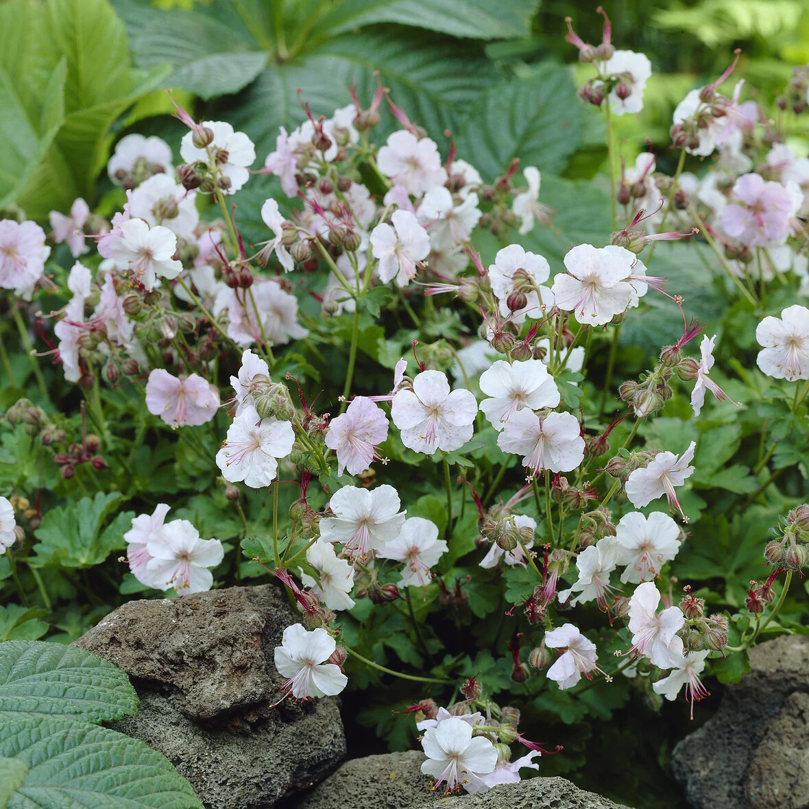 Geranium 'Biokovo' - Image 3