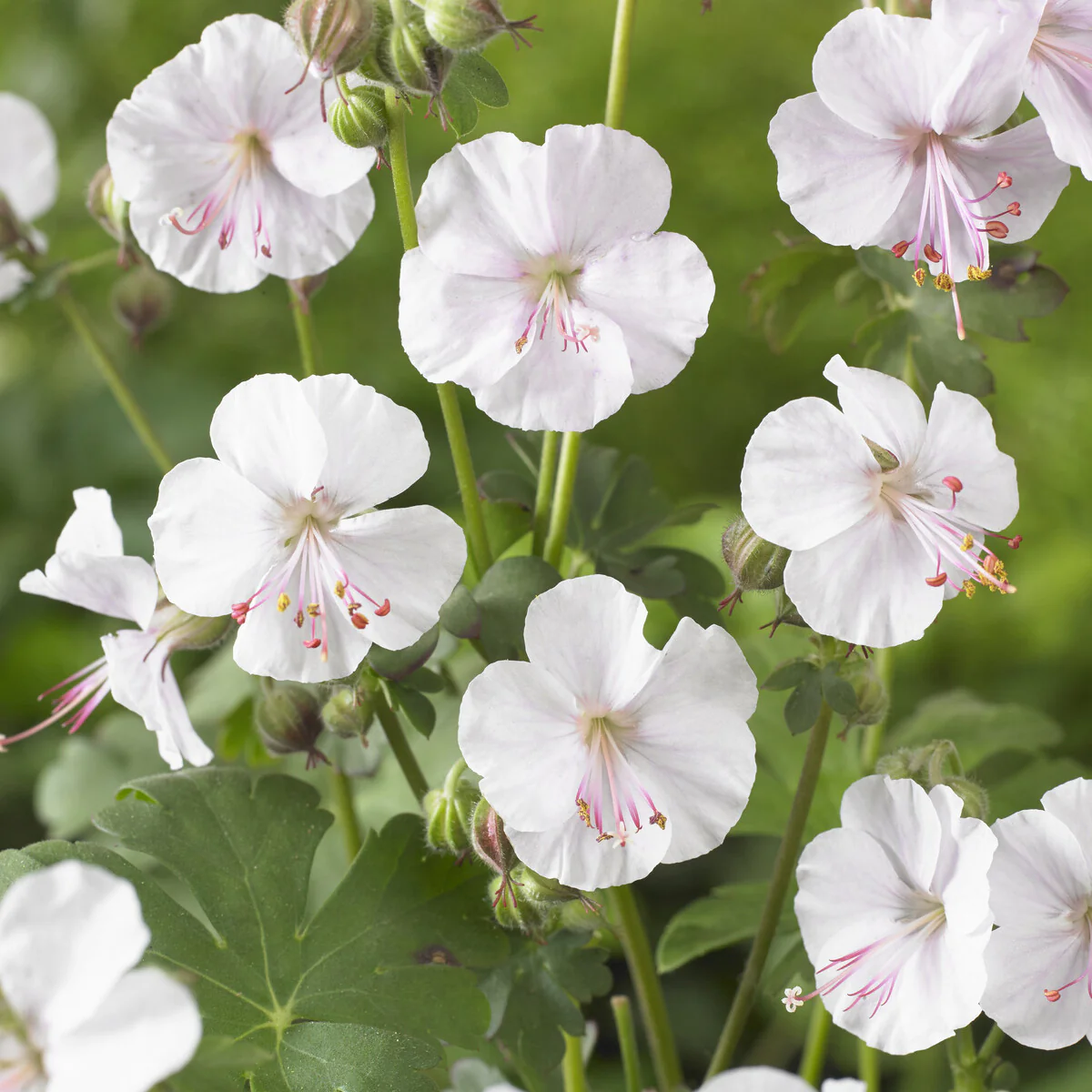 Geranium 'Biokovo' - Image 4