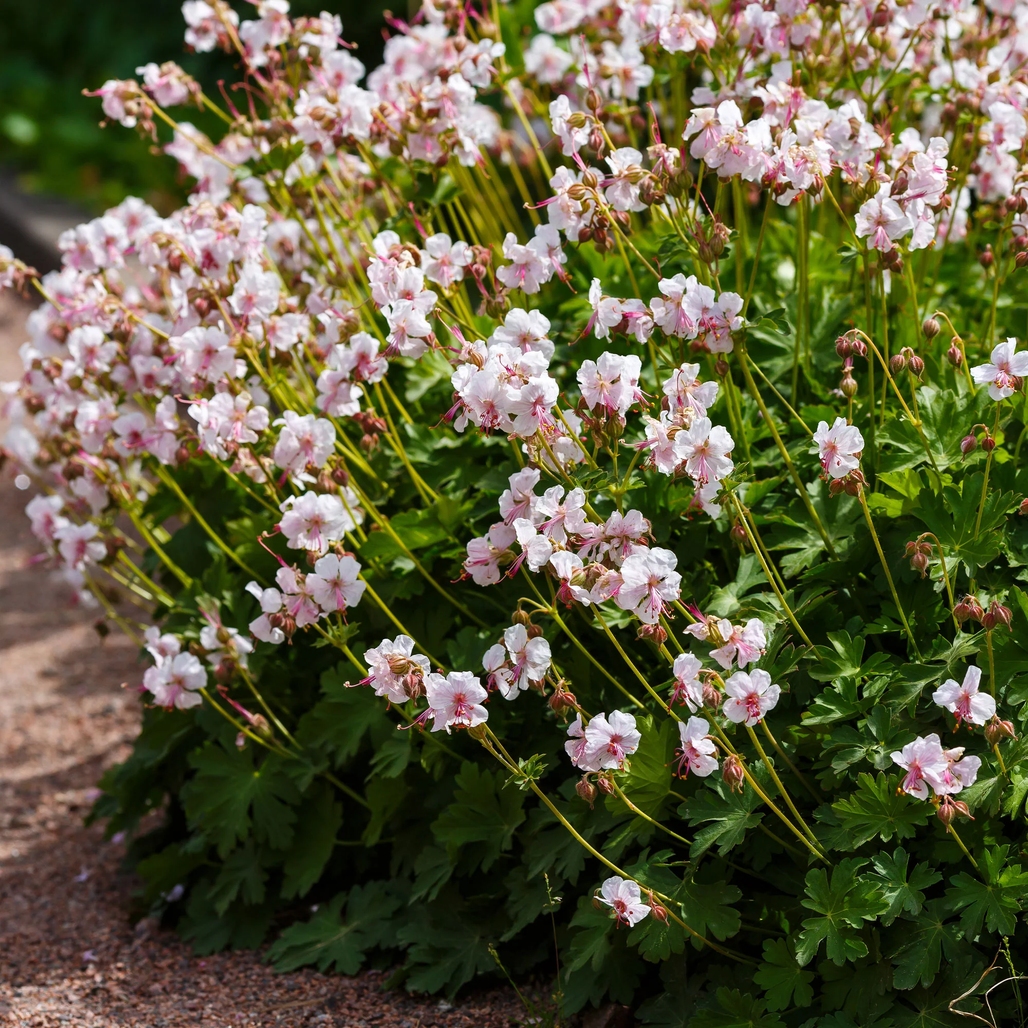 Geranium 'Biokovo' - Image 5