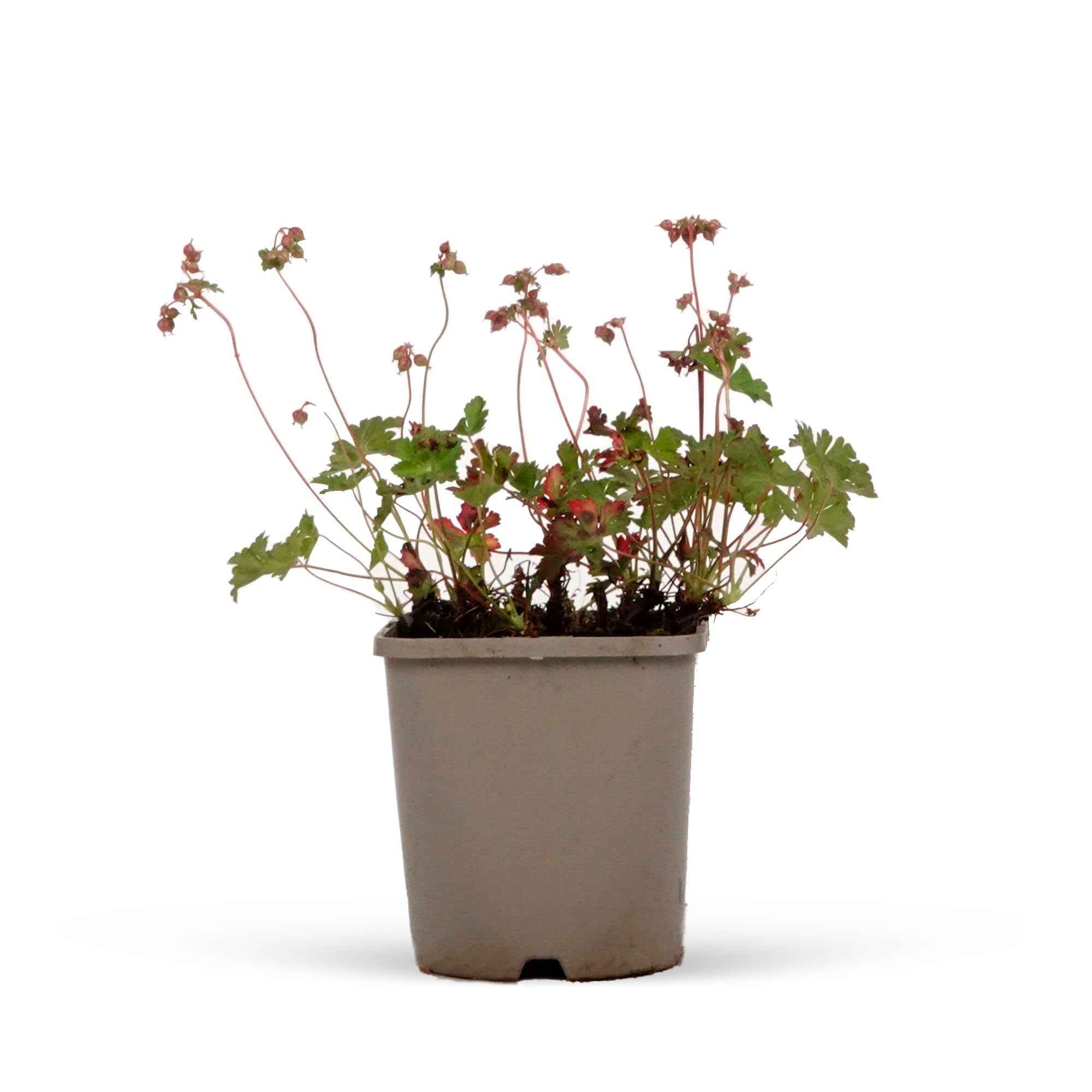 Geranium 'Biokovo' - Image 6