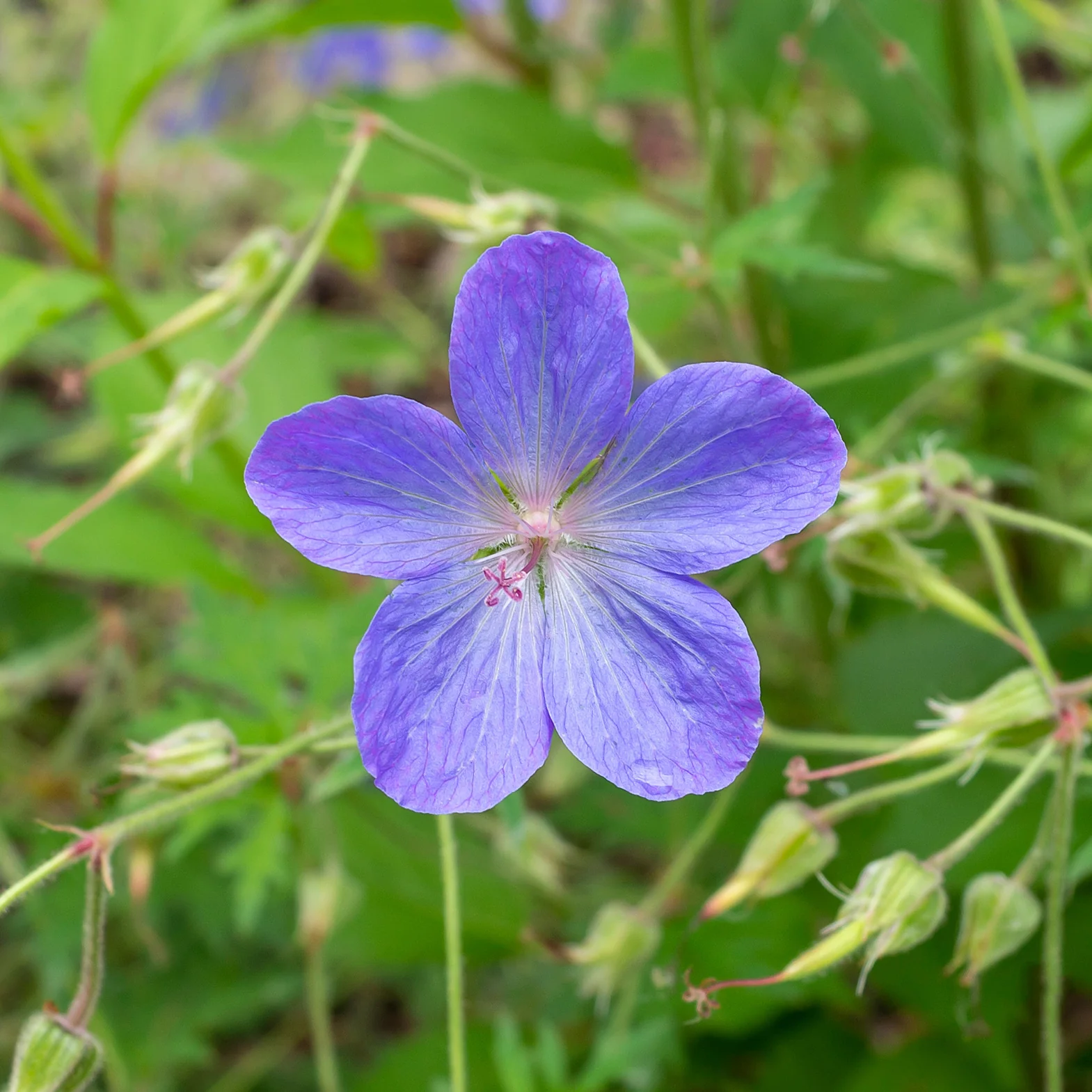 Geranium 'Johnson's Blue' - Image 2