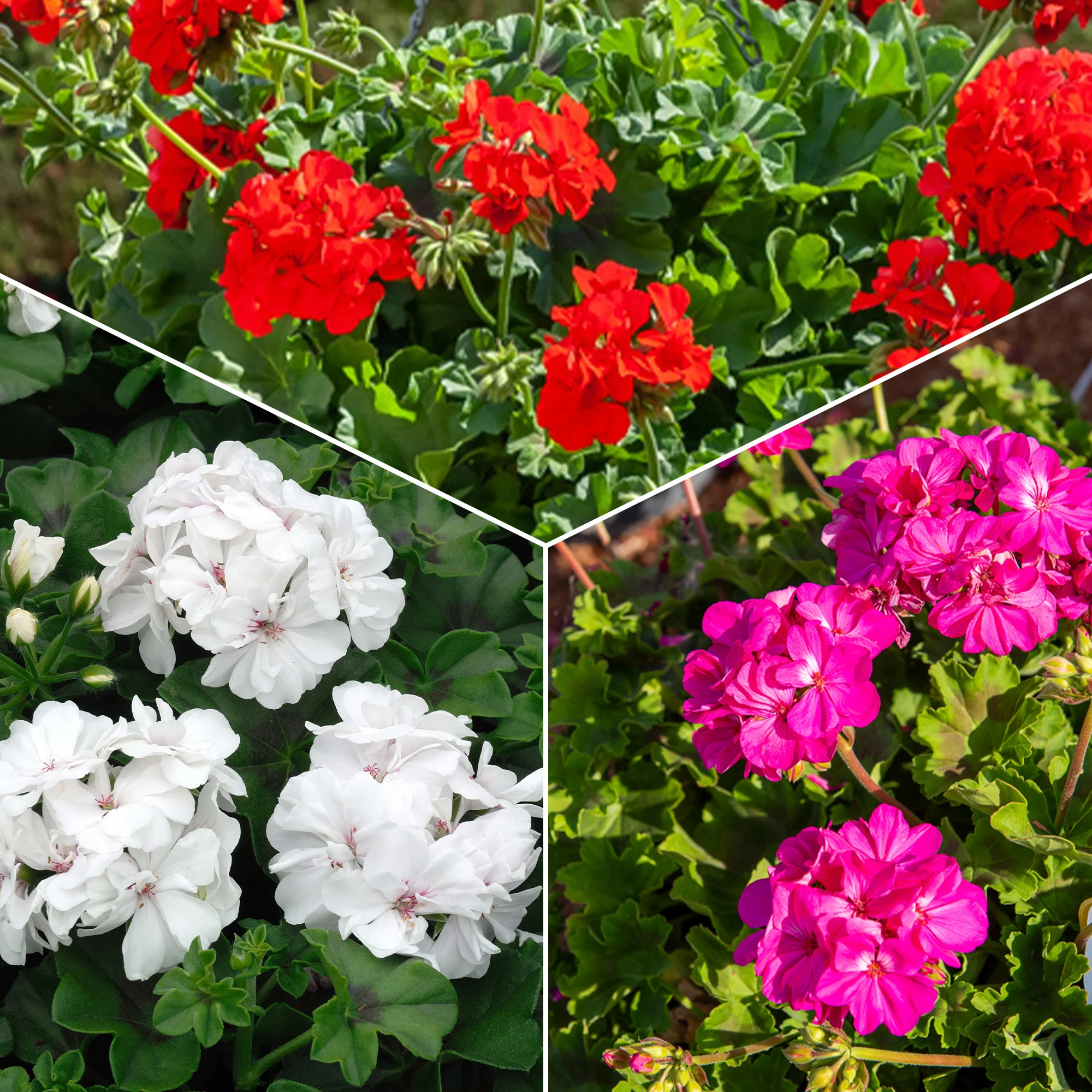 Geranium Mix - rood + wit + Dark Lilac (x6)