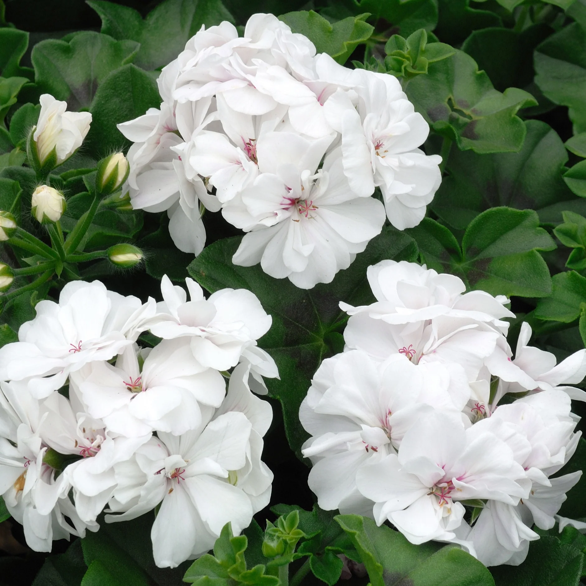 Geranium Mix - rood + wit + Dark Lilac (x6) - Image 3