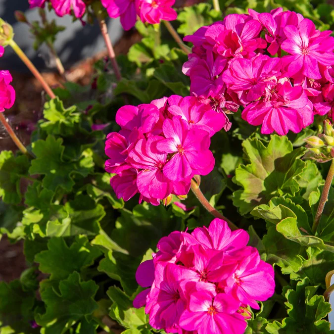 Geranium Mix - rood + wit + Dark Lilac (x6) - Image 4