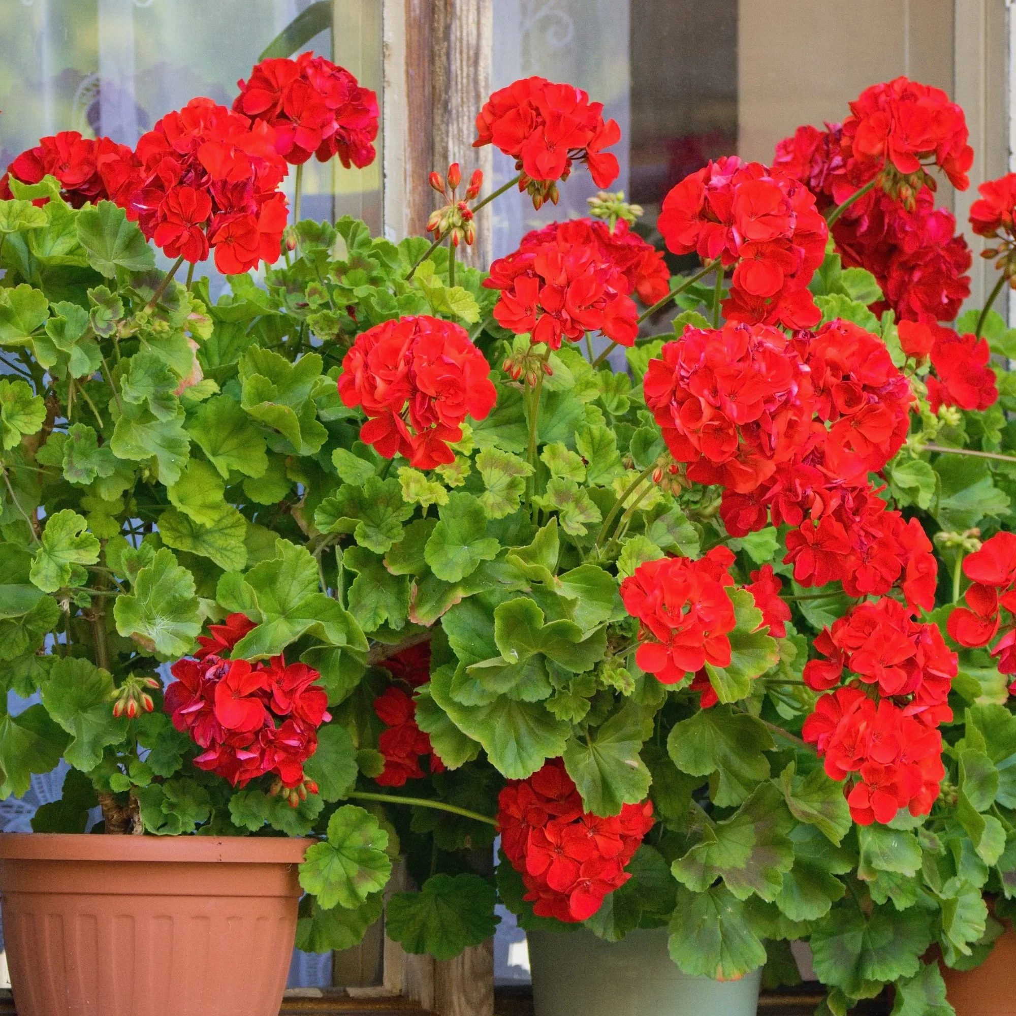 Geranium Mix - rood + wit + Dark Lilac (x6) - Image 5