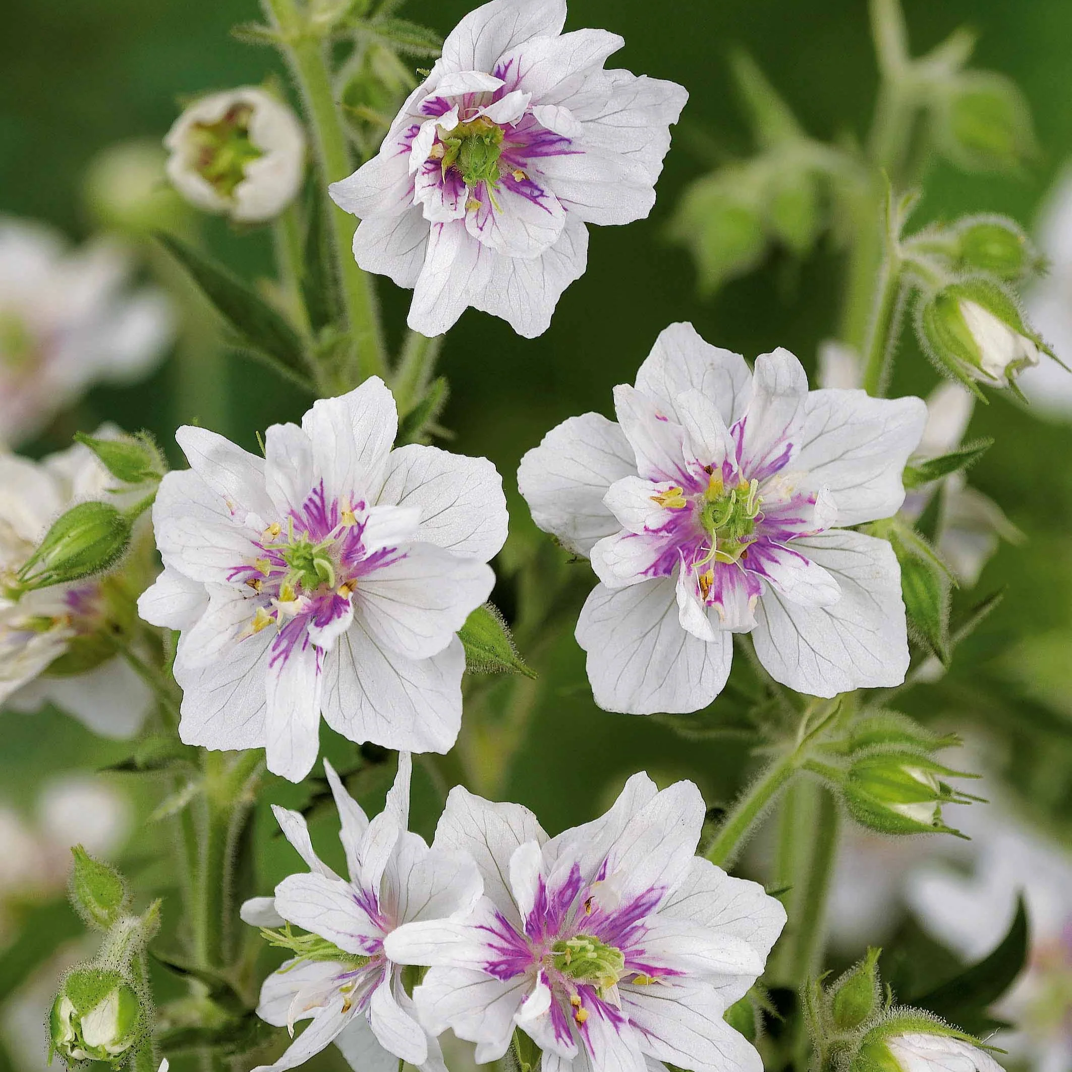 Geranium Mix - roze + blauw + wit (x3)
