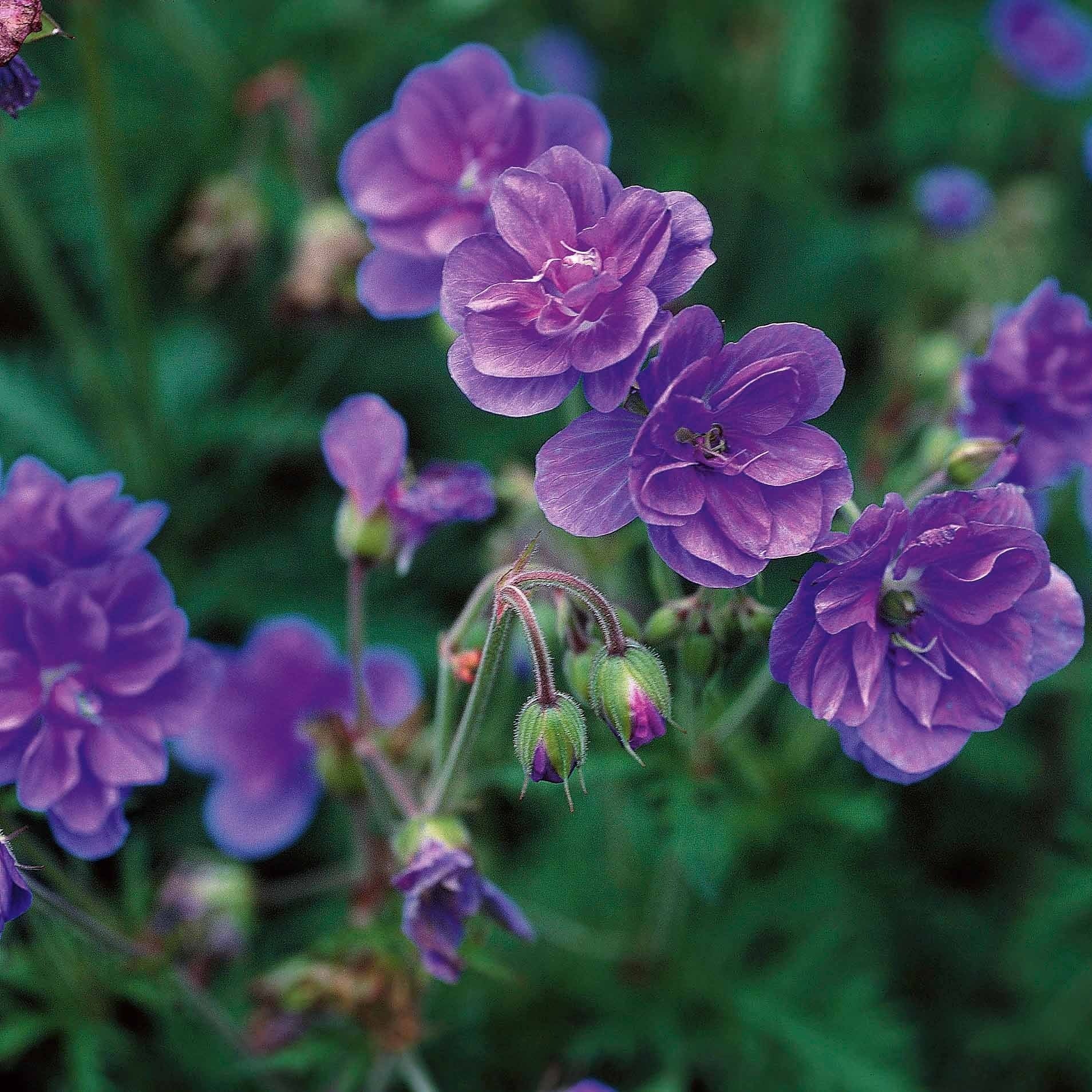 Geranium Mix - roze + blauw + wit (x3) - Image 3