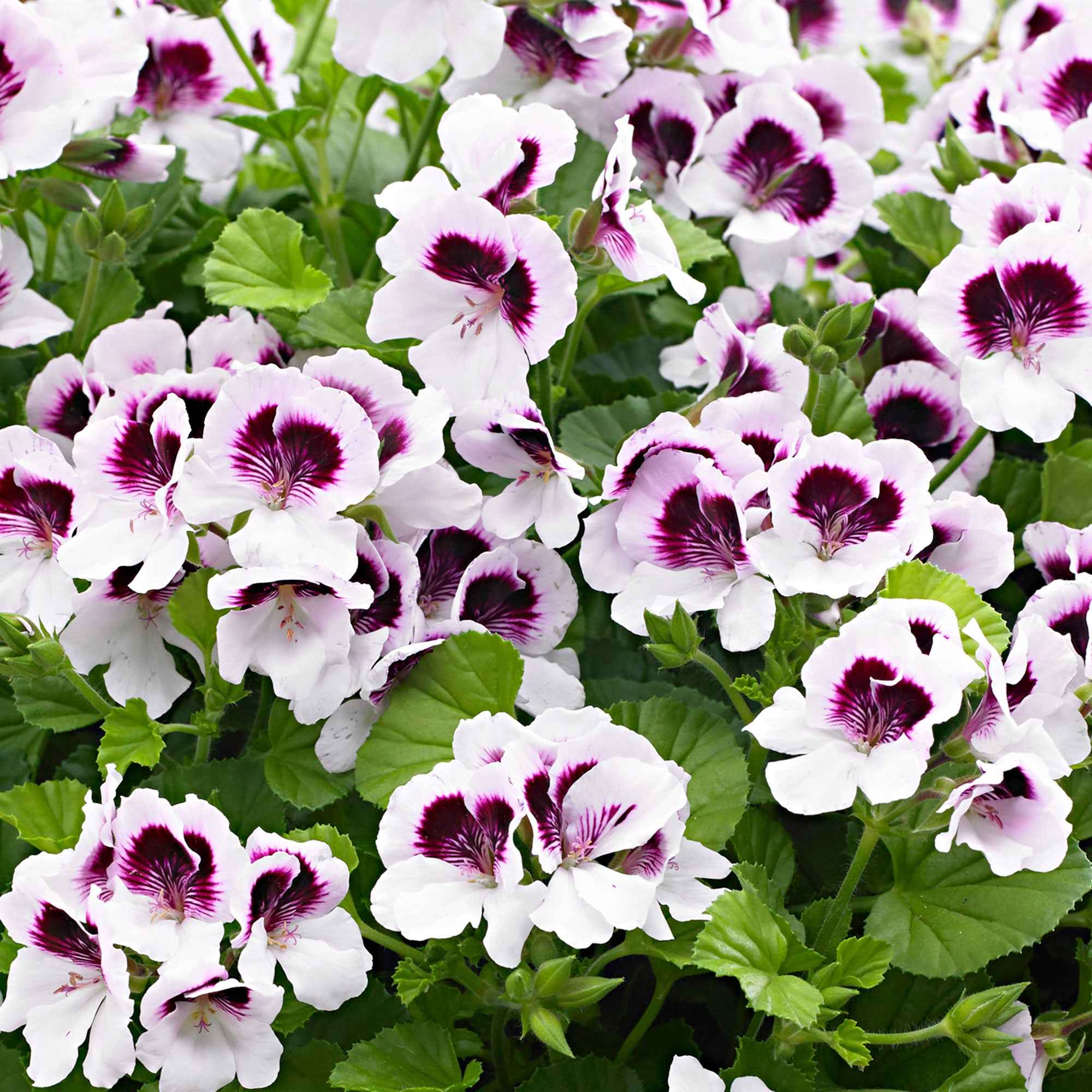 Geranium 'Mosquitaway Lizzy' (x3) - Image 3