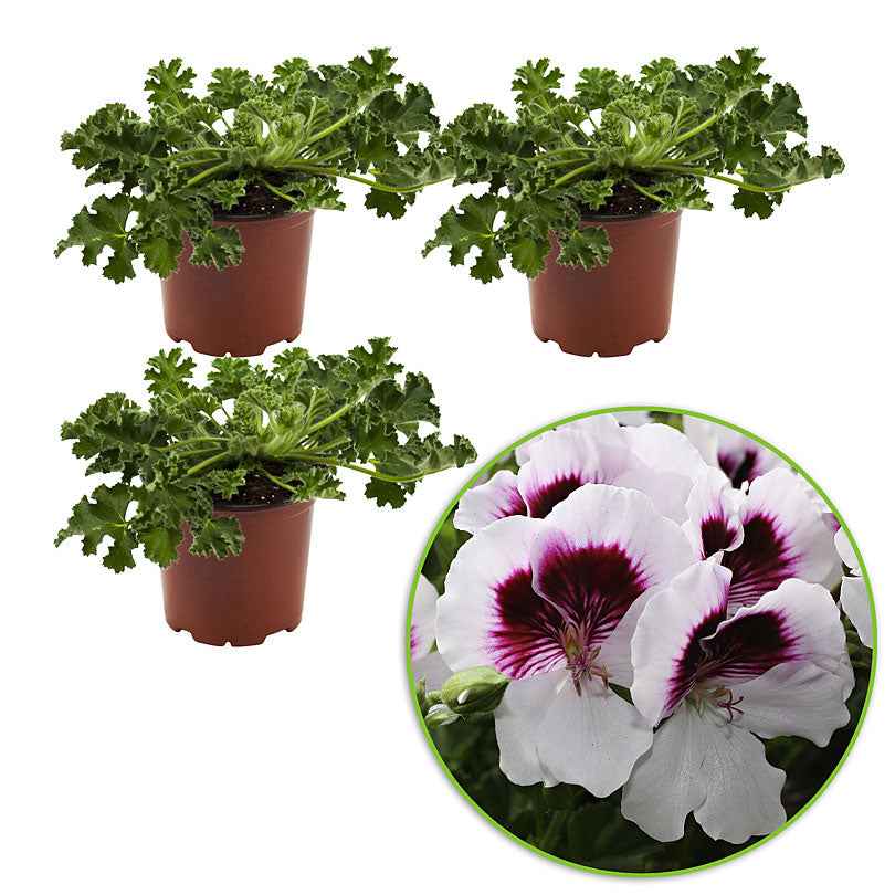 Geranium 'Mosquitaway Lizzy' (x3) - Image 4