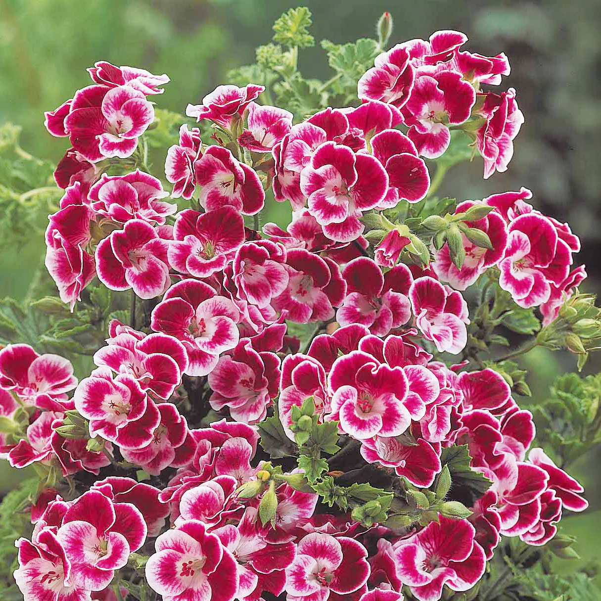 Geranium 'Pansy' (x3) - Image 2