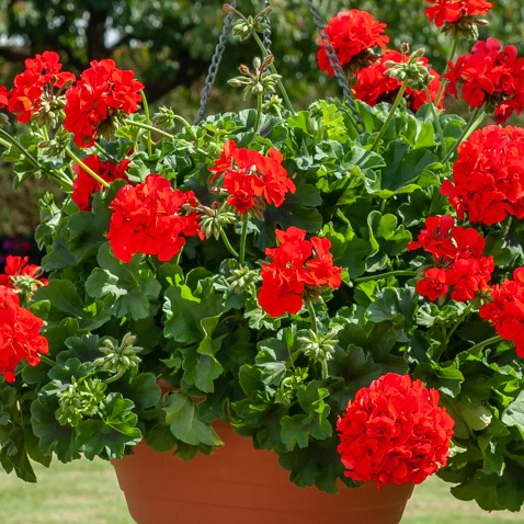 Geranium - rood