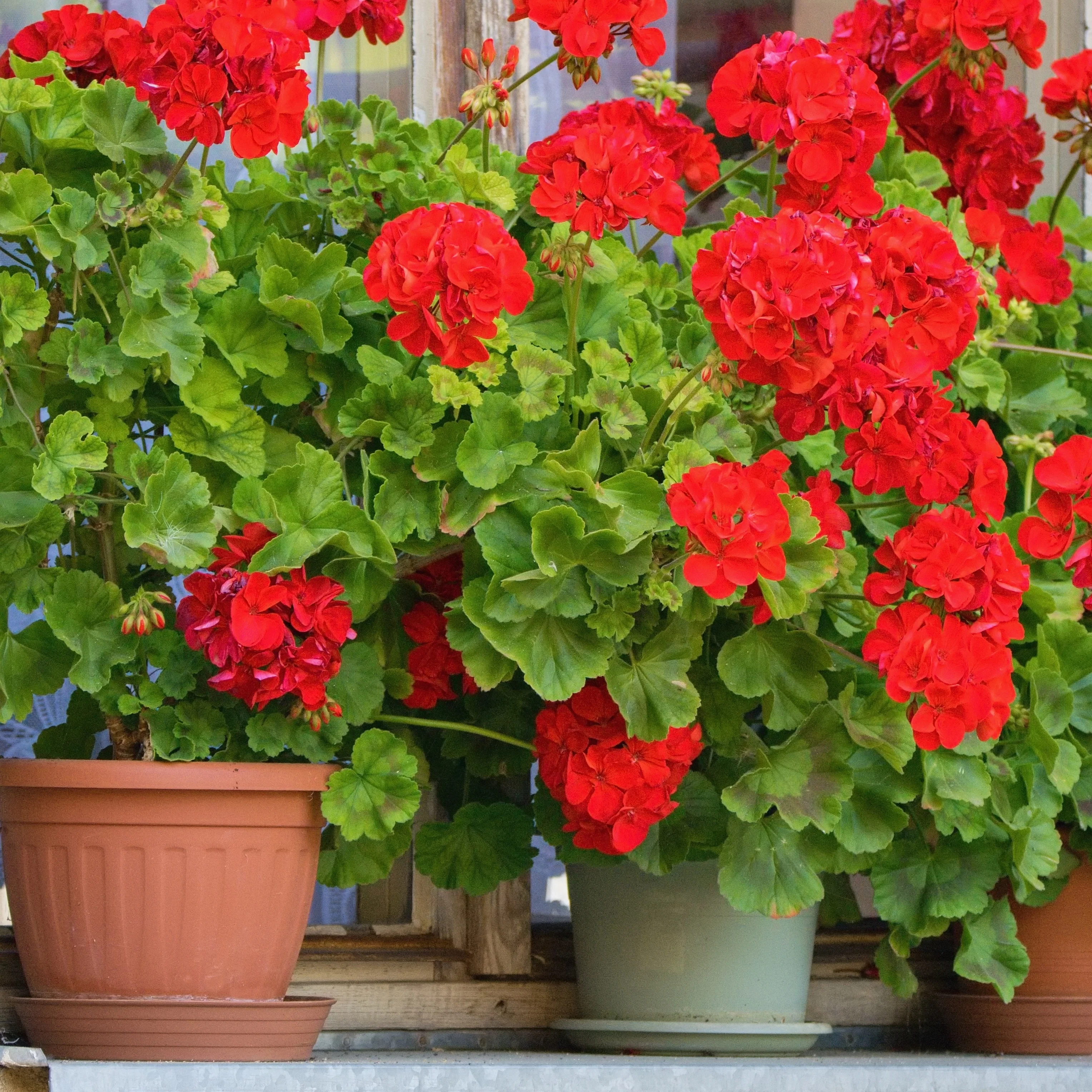Geranium - rood - Image 2