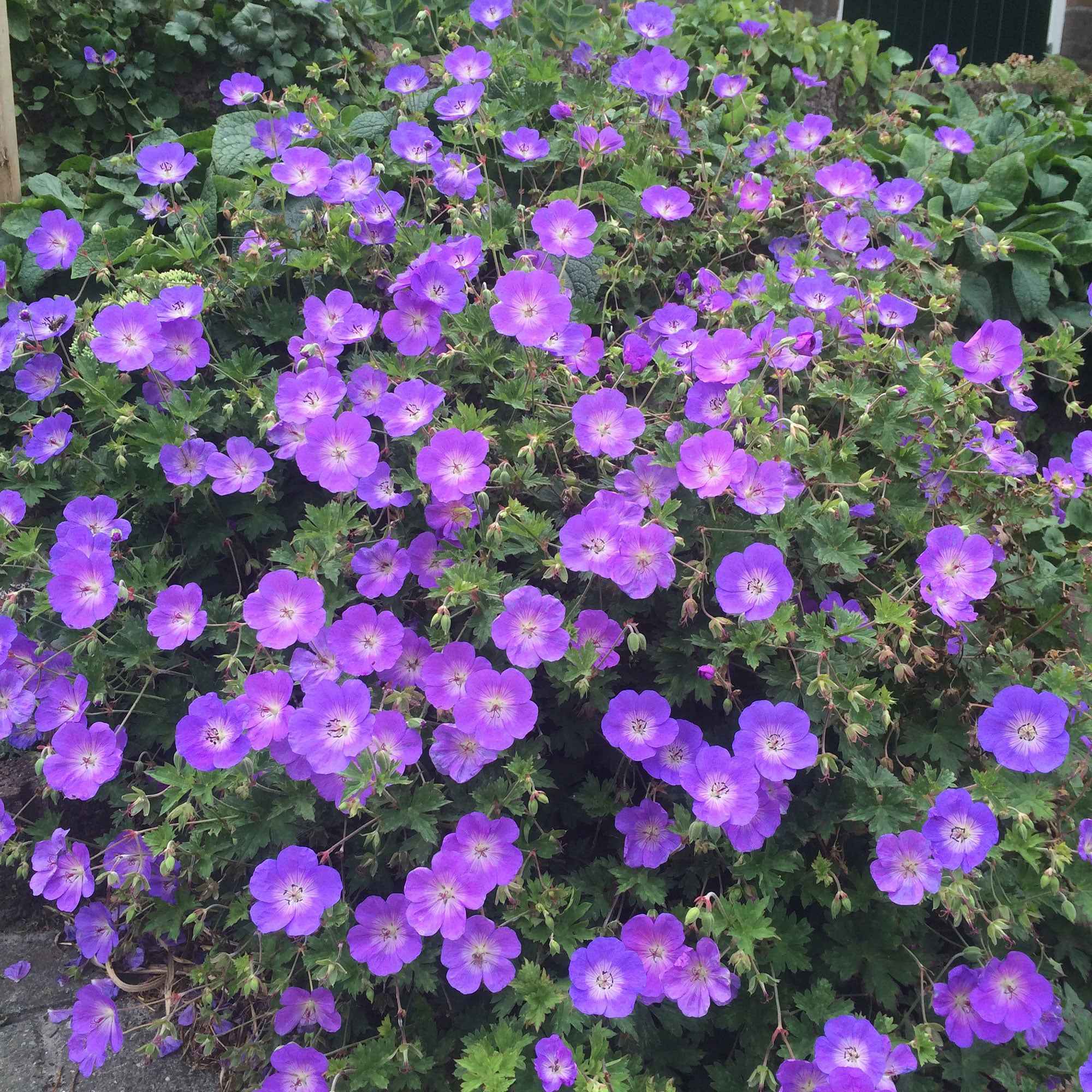 Geranium 'Rozanne'