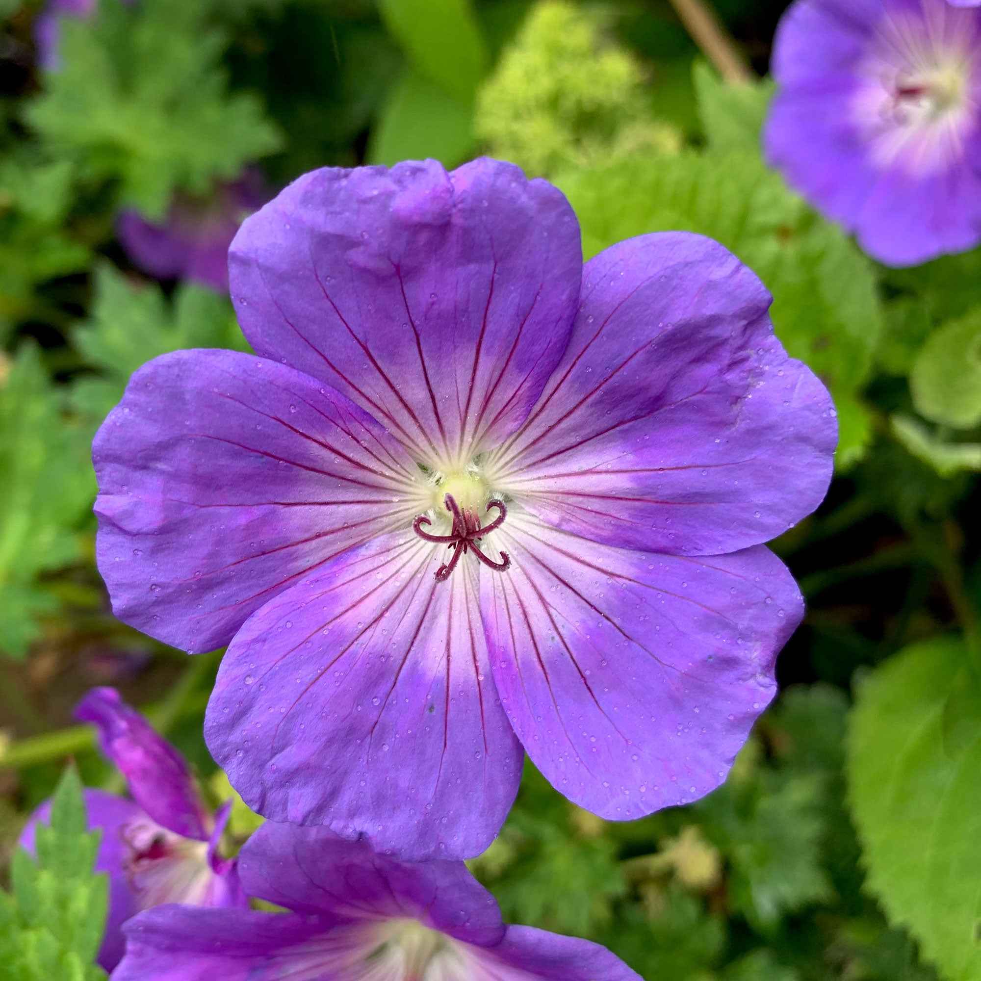 Geranium 'Rozanne' - Image 2