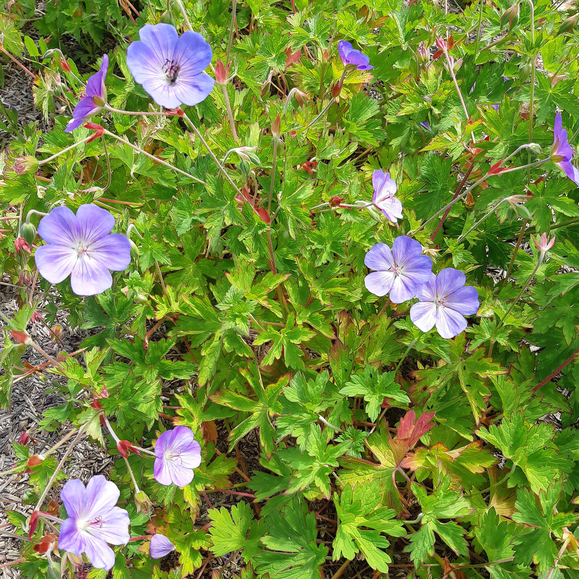 Geranium 'Rozanne' - Image 3