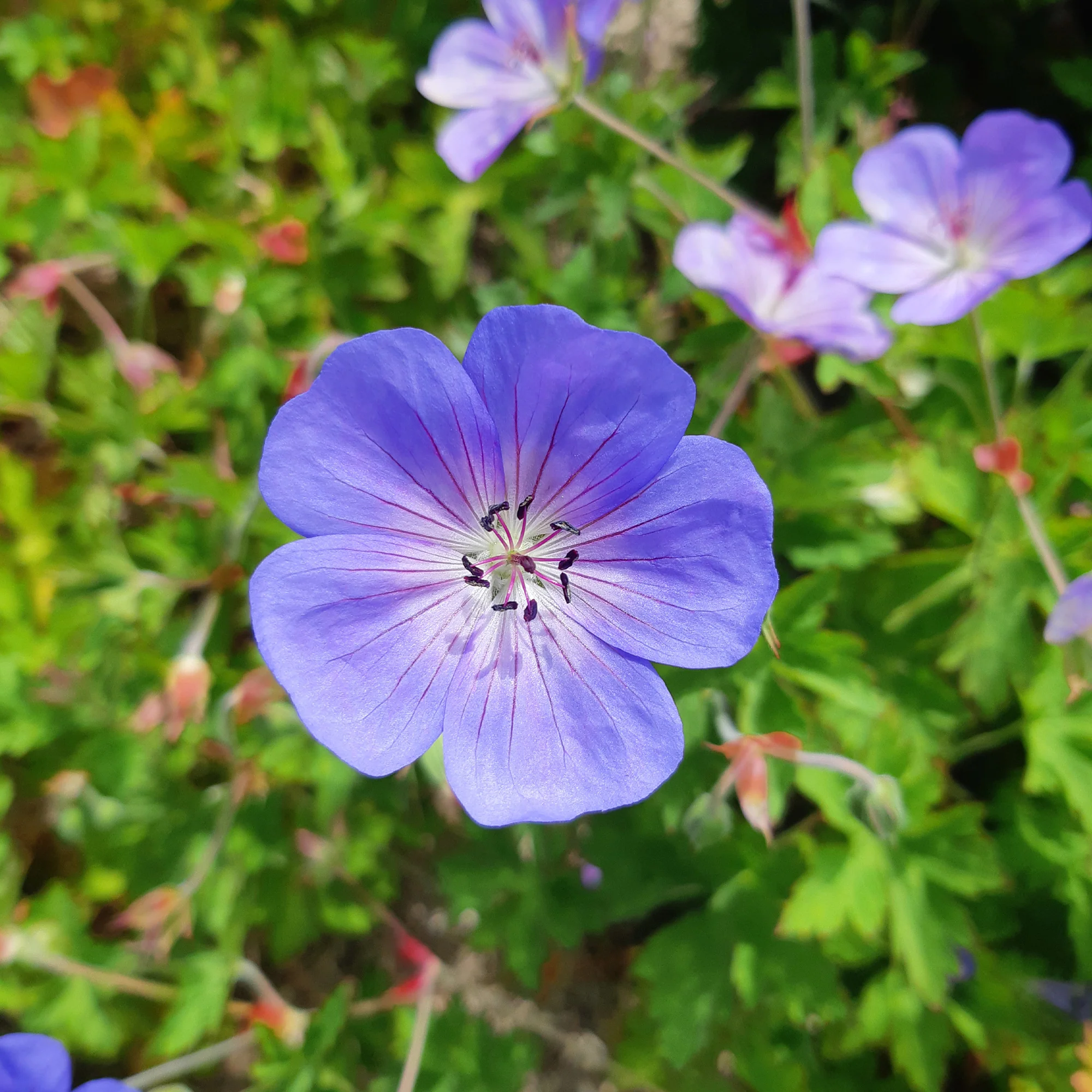 Geranium 'Rozanne' - Image 4