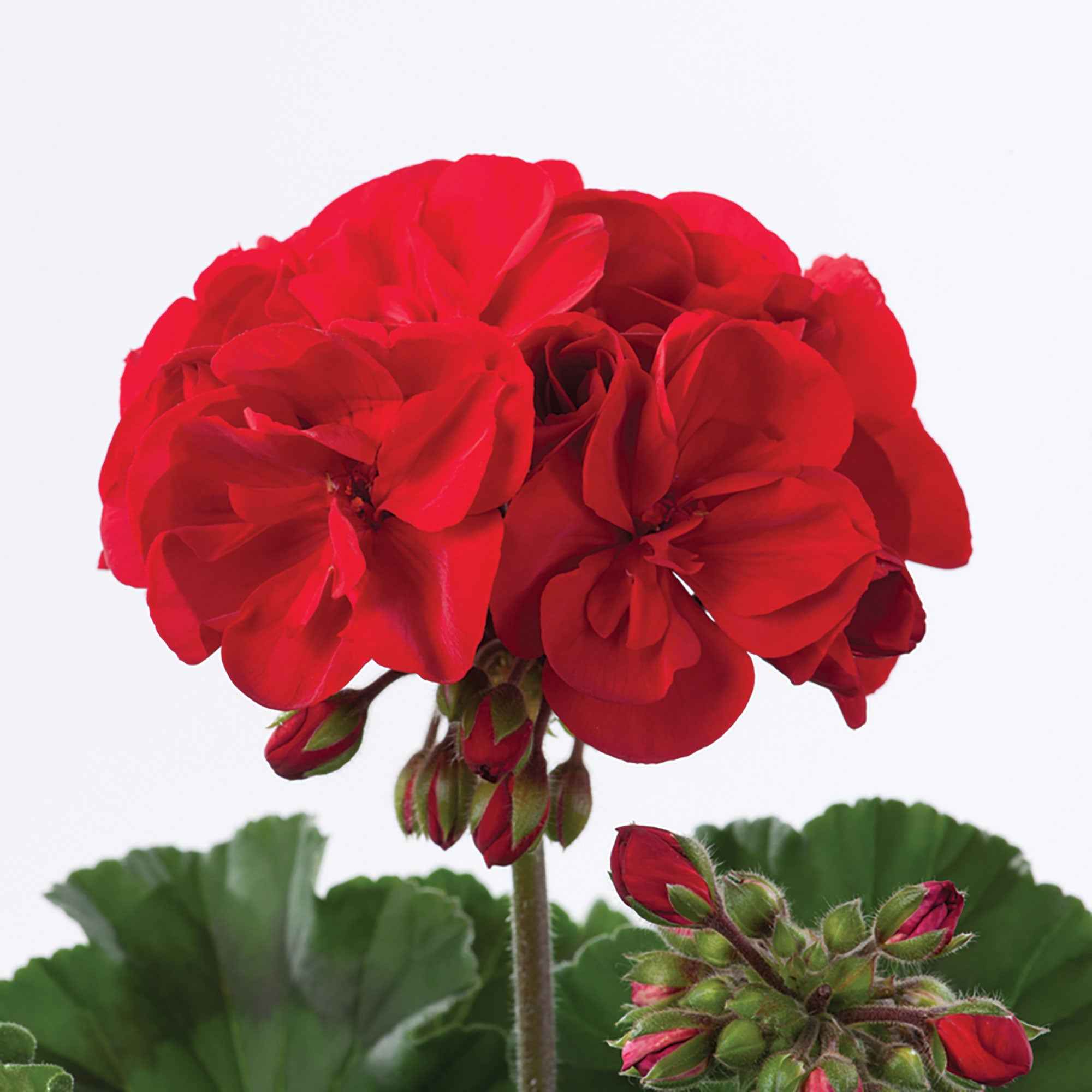 Geranium 'Toscana'® (x3) - Image 2