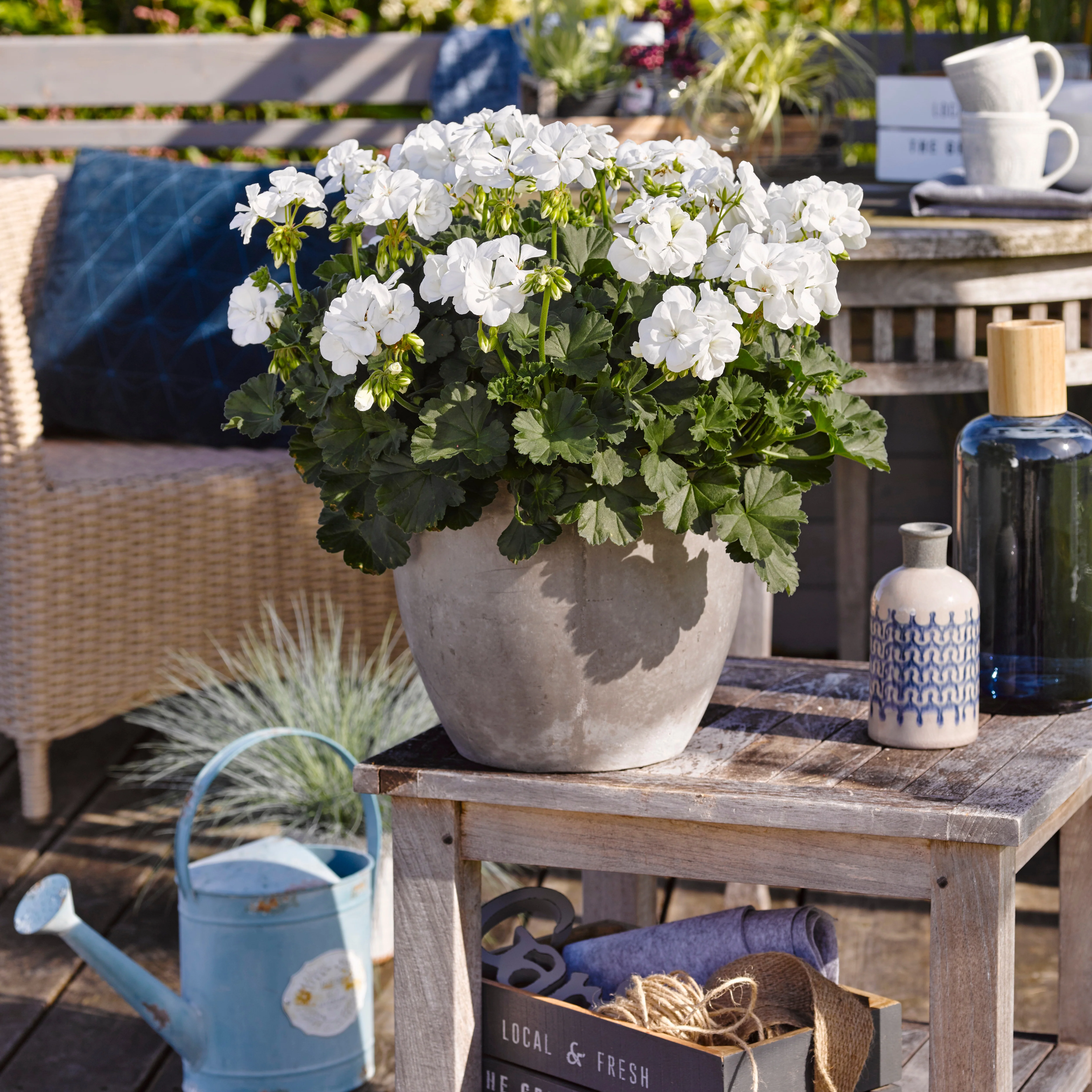 Geranium 'White'