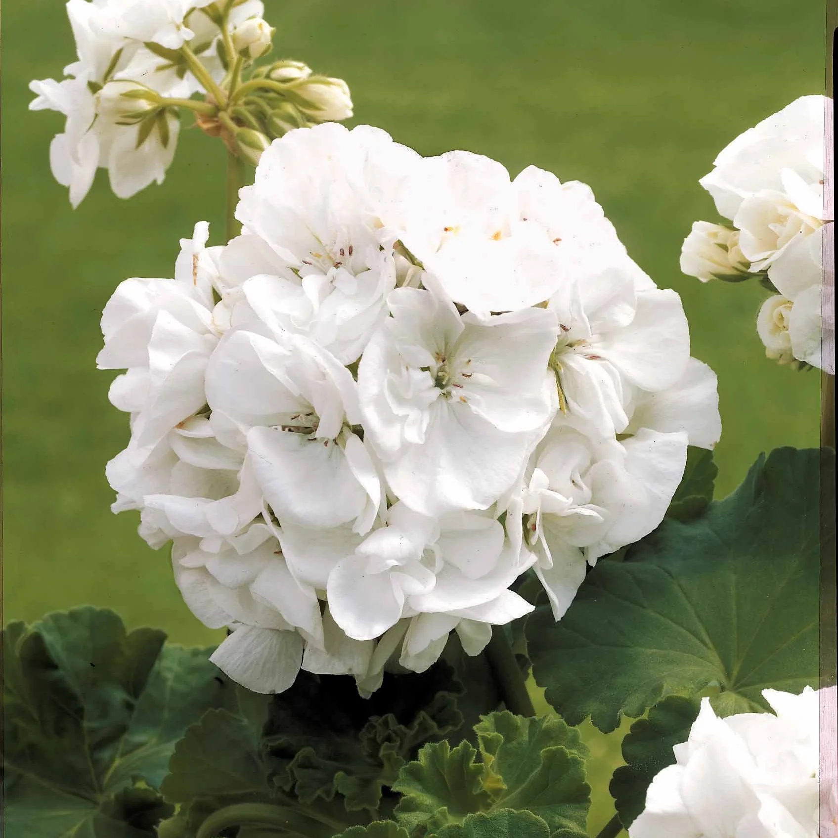 Geranium 'White' - Image 2