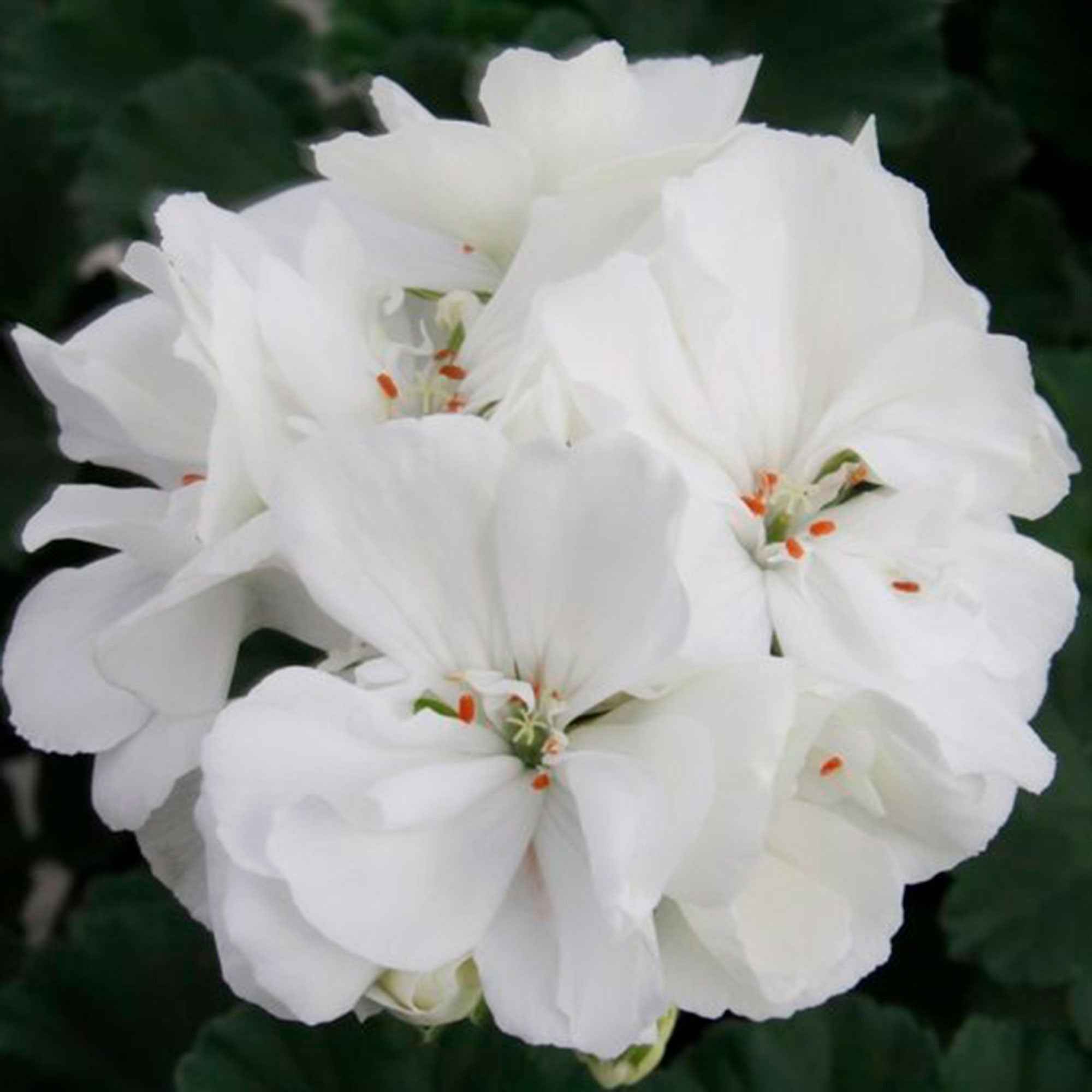 Geranium 'White' - Image 3