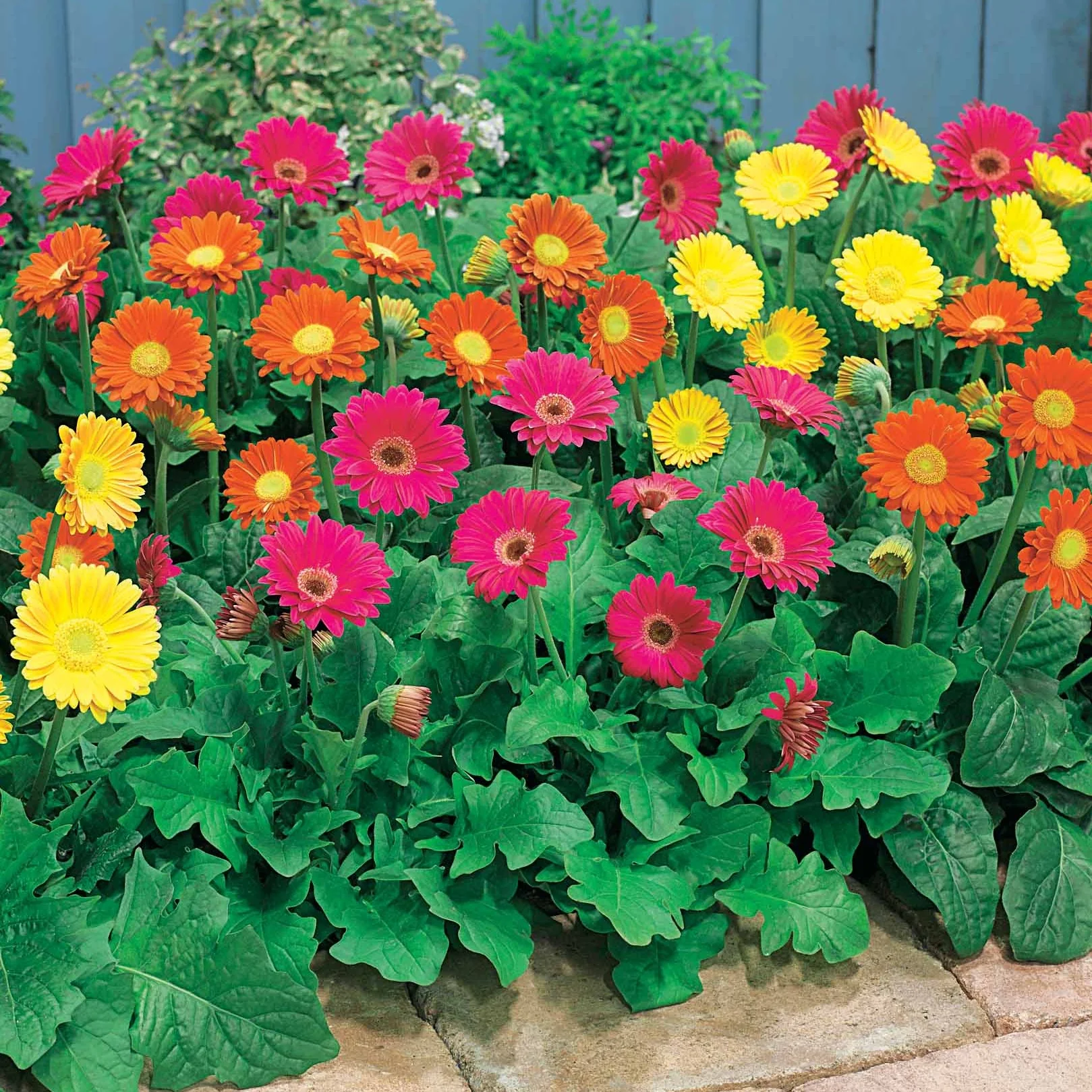 Gerbera Garvinea Pam (x2)