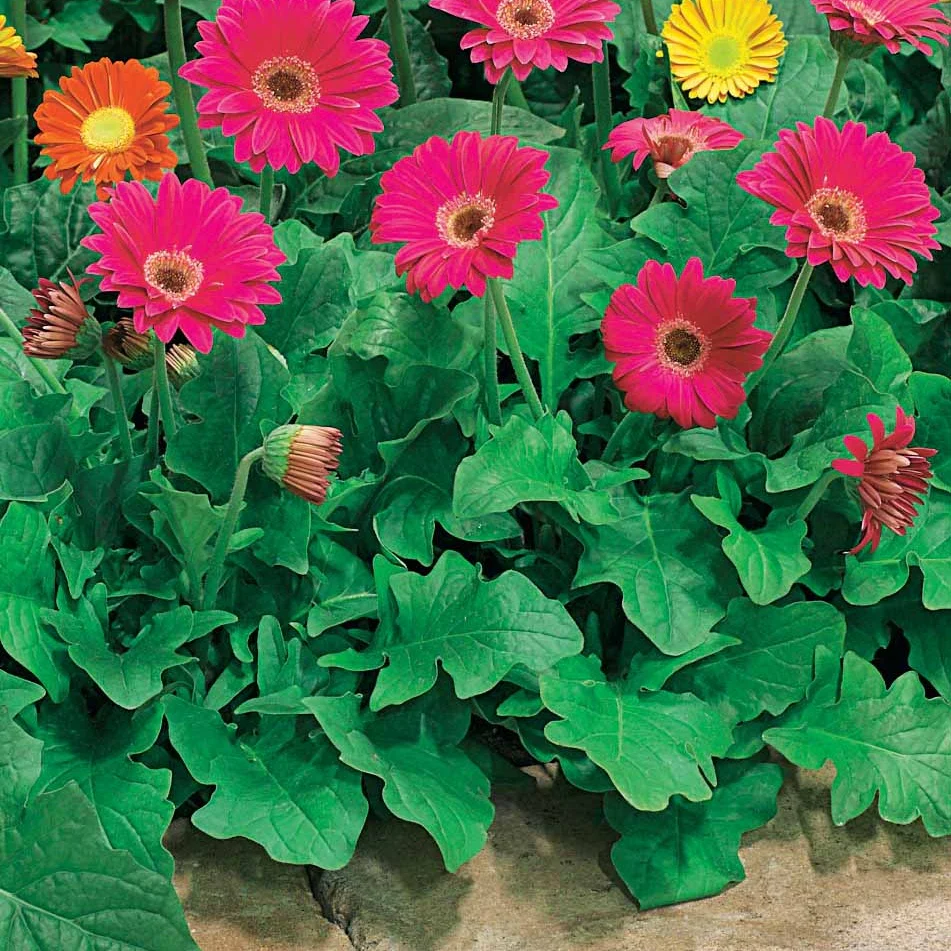 Gerbera Garvinea Pam (x2) - Image 2