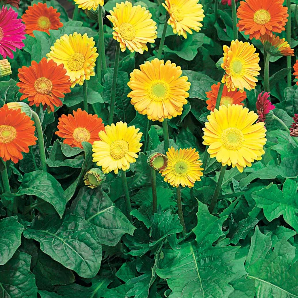 Gerbera GarvineaViviane (x2) - Image 2