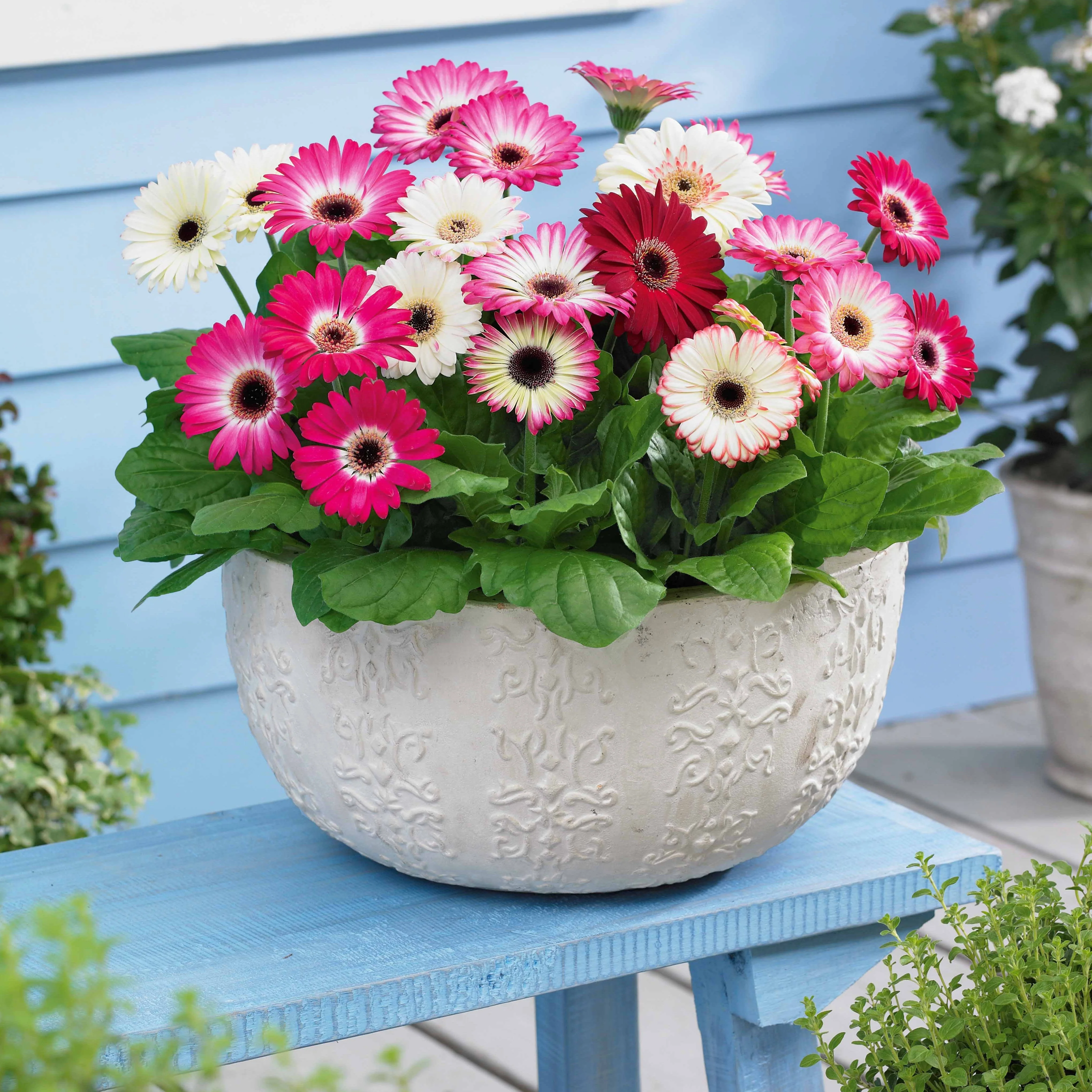 Gerbera 'Sophisticated' (x4)
