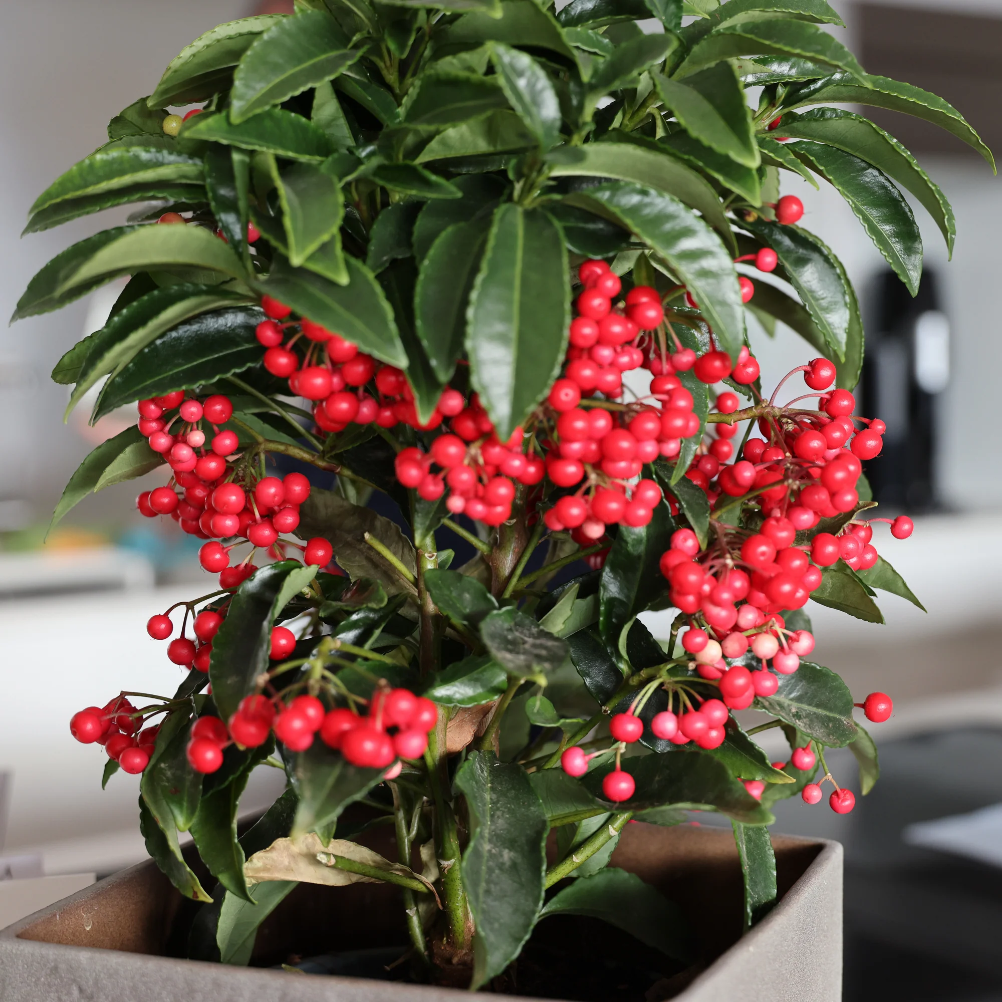 Koraalbes (Christmas berry) - Image 2