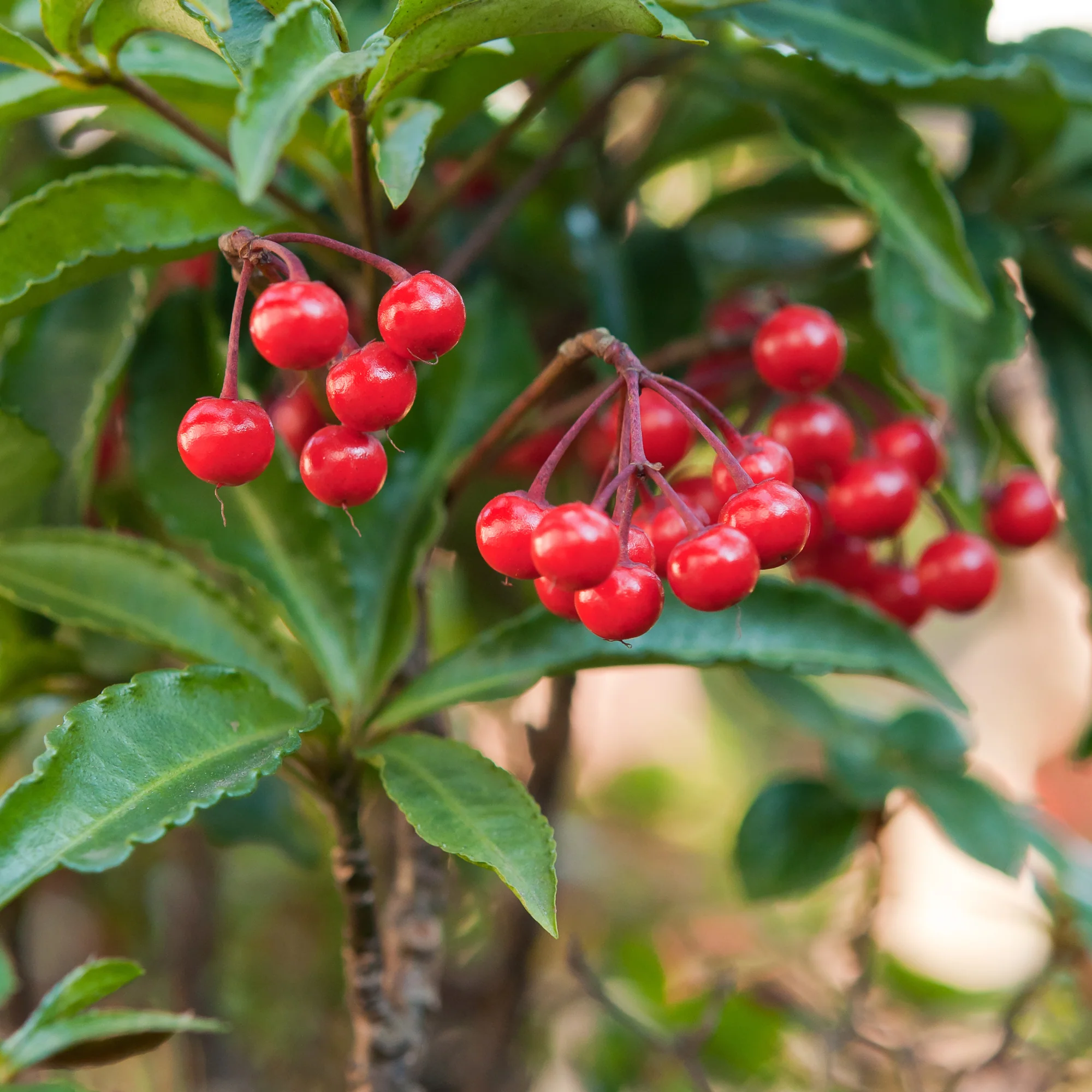 Koraalbes (Christmas berry) - Image 3