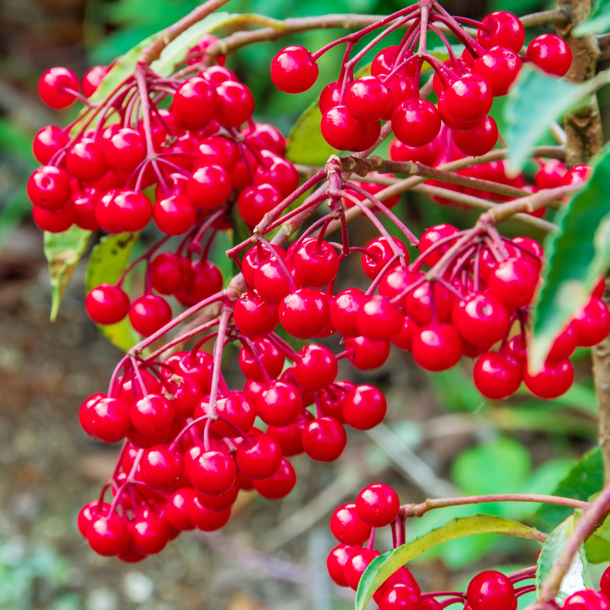 Koraalbes (Christmas berry) - Image 4