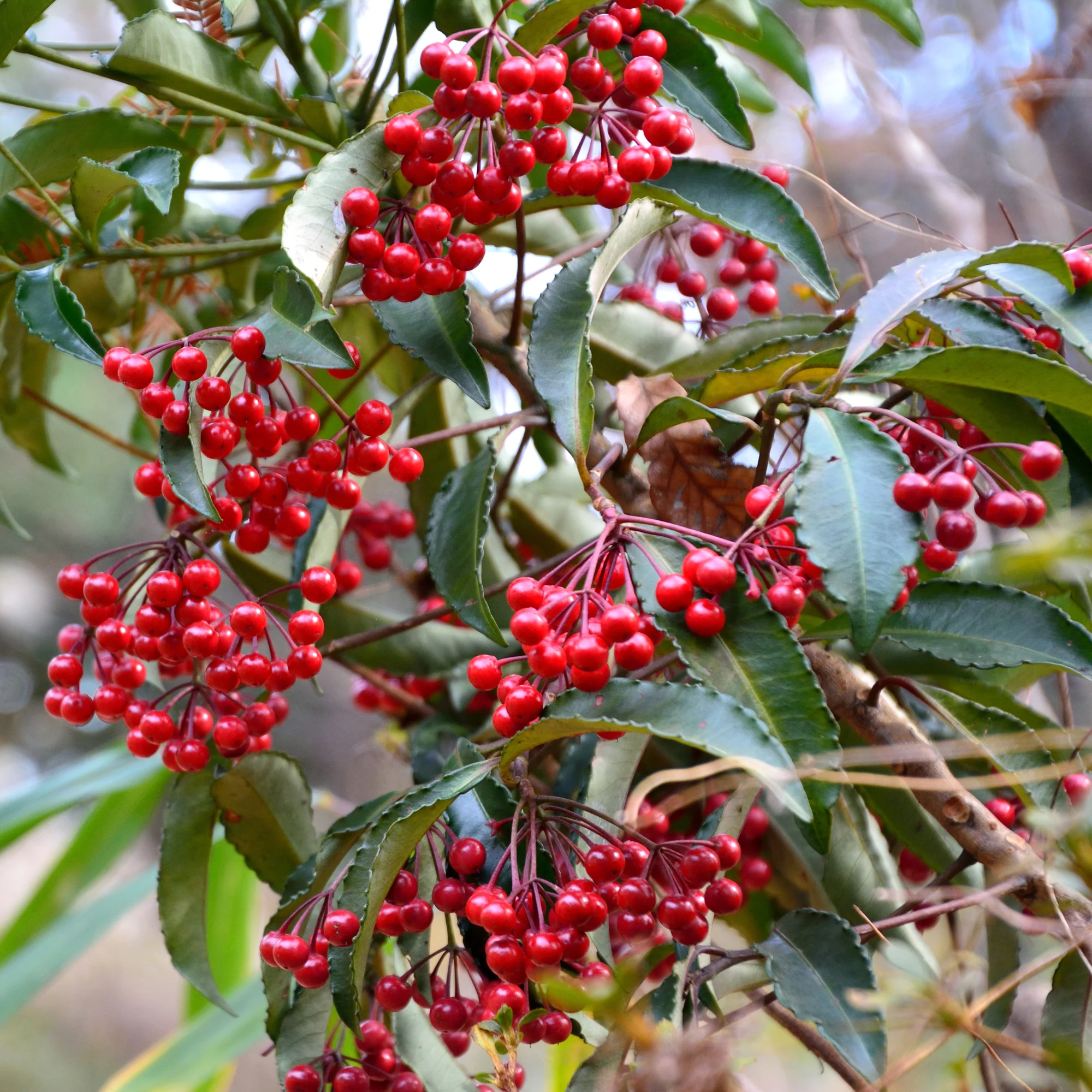 Koraalbes (Christmas berry) - Image 5
