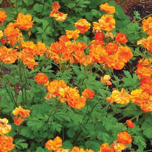 Geum 'Fire Storm'