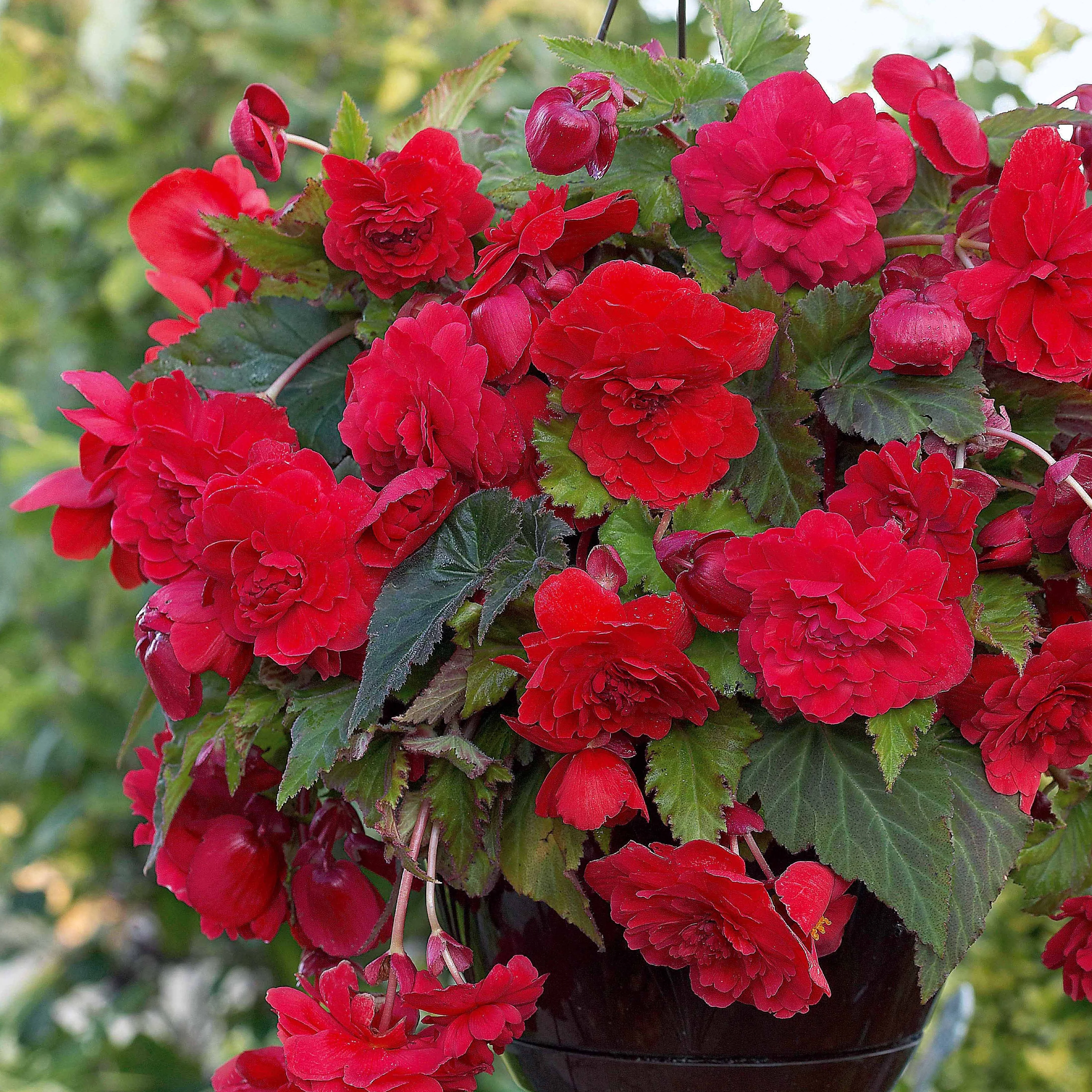 Geurende begonia Mix 'Red Glory' + 'Angelique' + 'Pink Delight' (x9) - Image 2