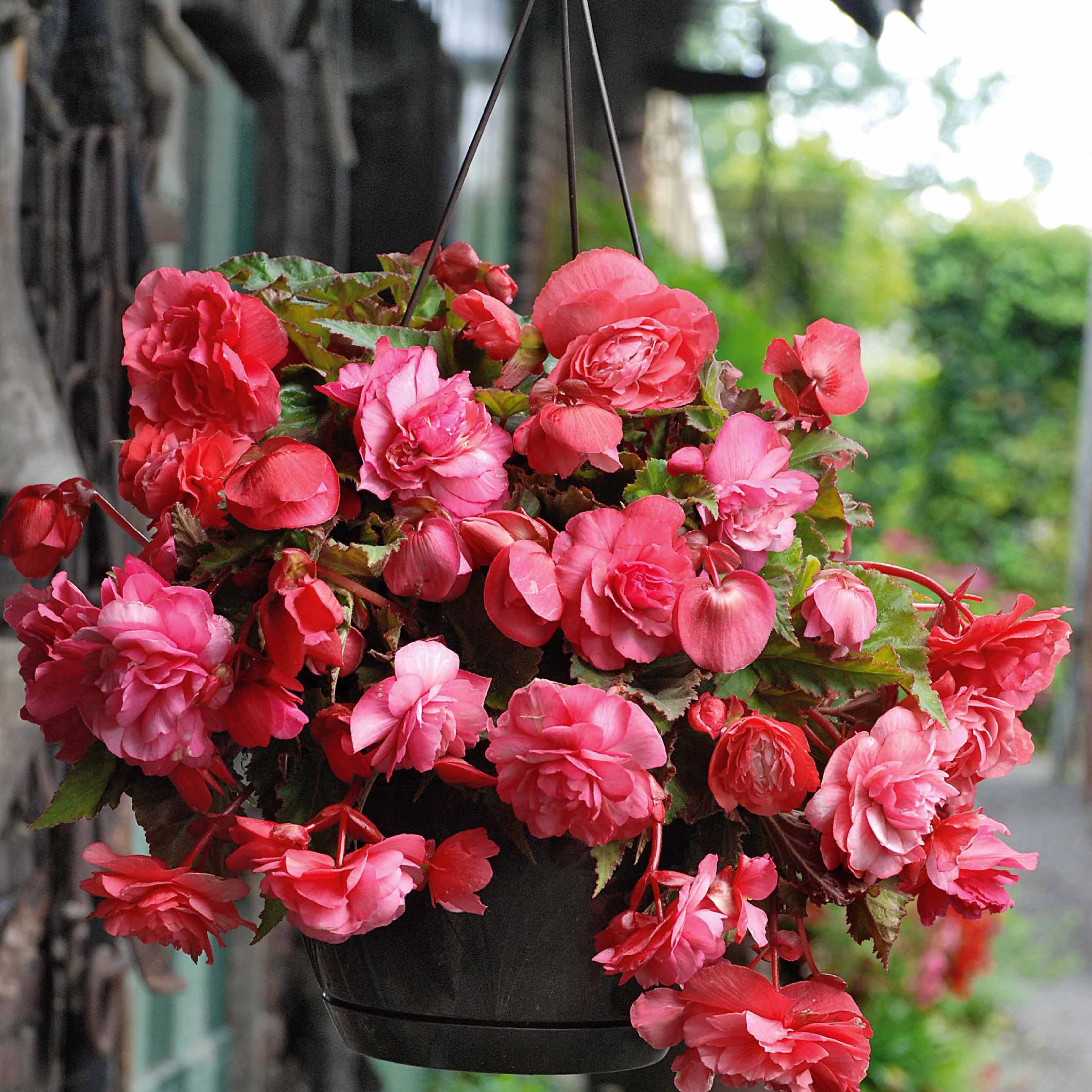 Geurende begonia Mix 'Red Glory' + 'Angelique' + 'Pink Delight' (x9) - Image 3