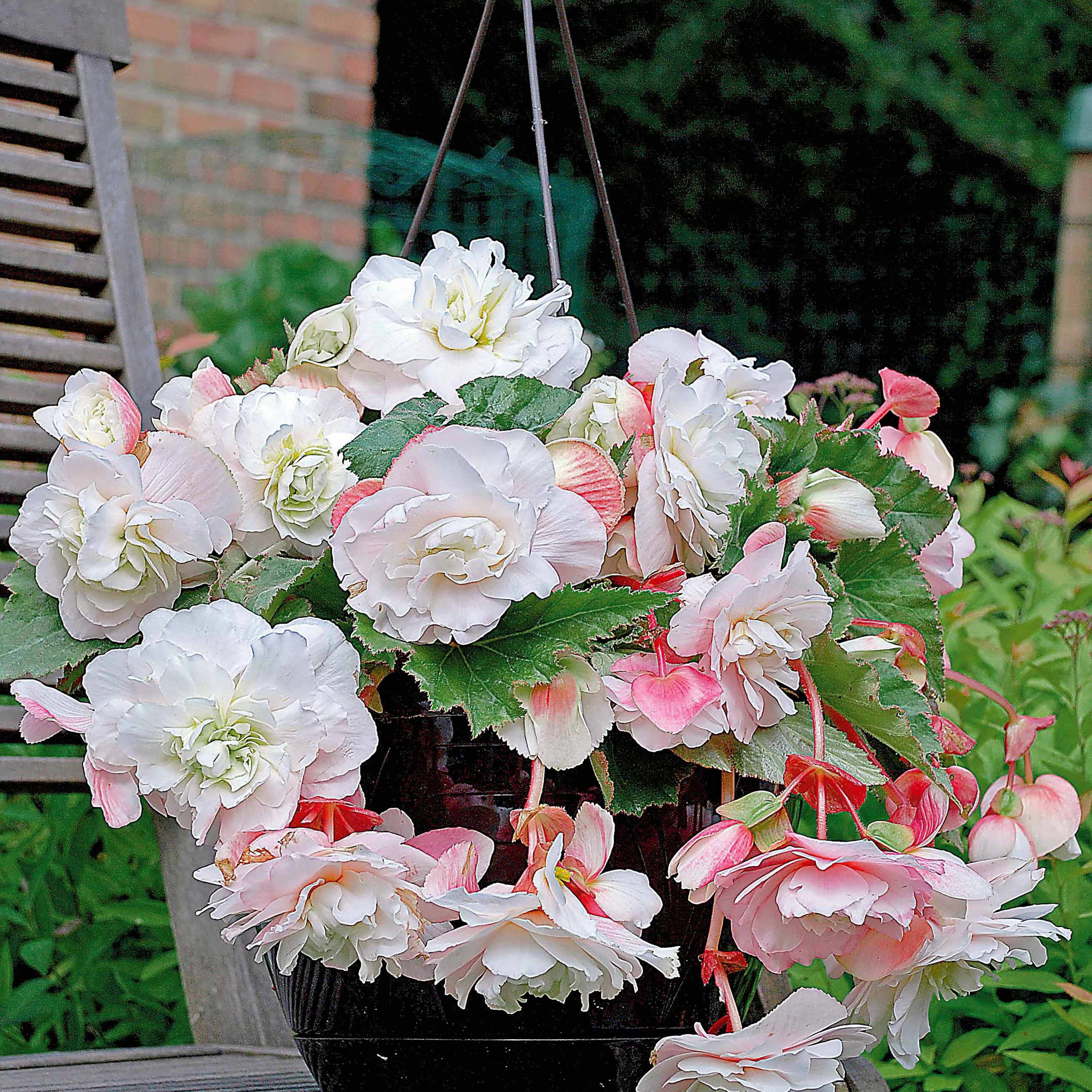 Geurende begonia Mix 'Red Glory' + 'Angelique' + 'Pink Delight' (x9) - Image 4