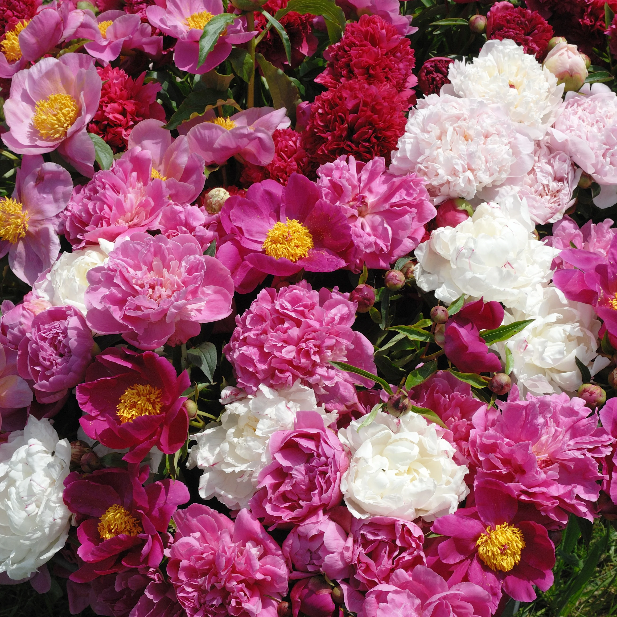 Geurende pioenroos Mix - rood + roze + wit (x3) - Image 2