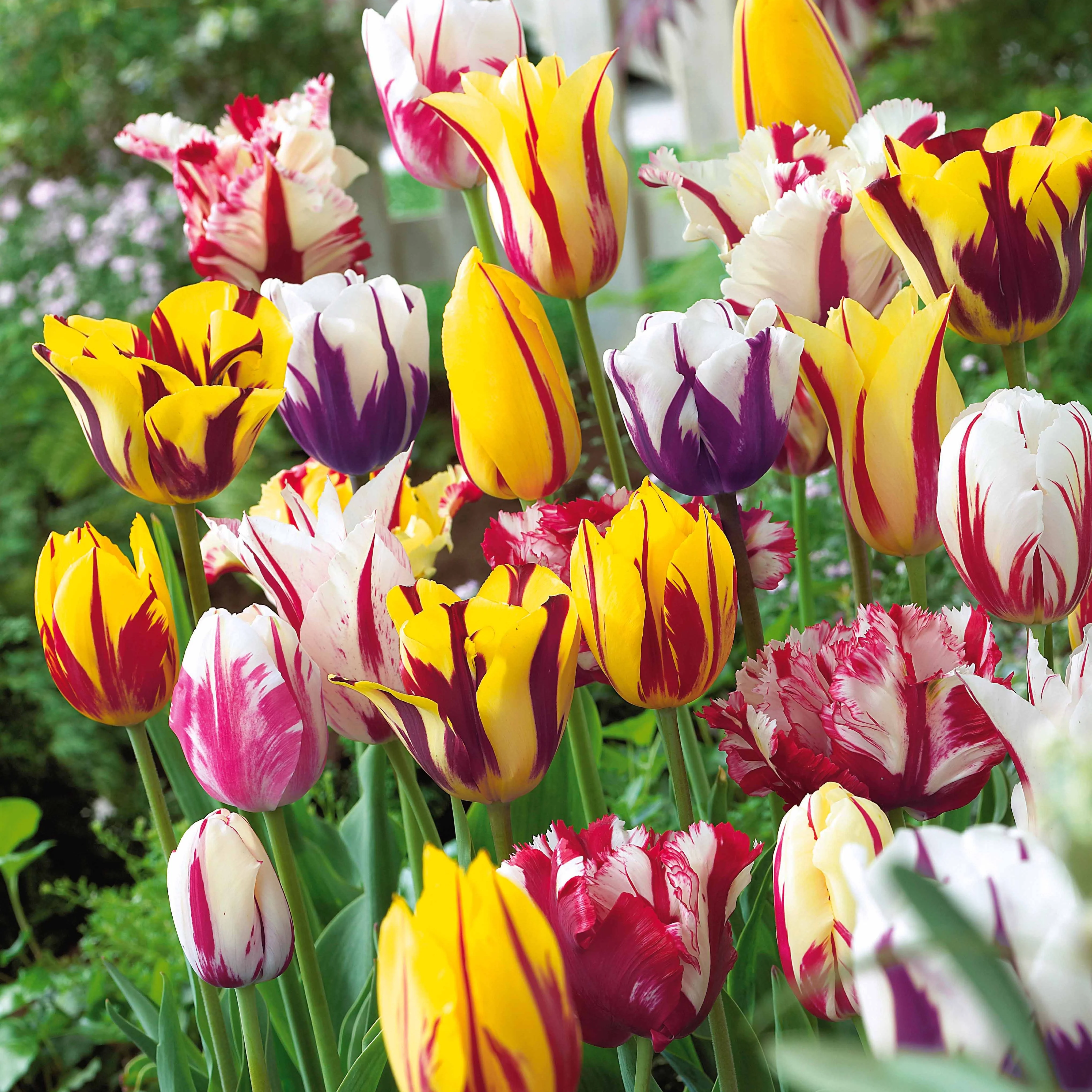 Gevlamde tulpen gemengd (x20)
