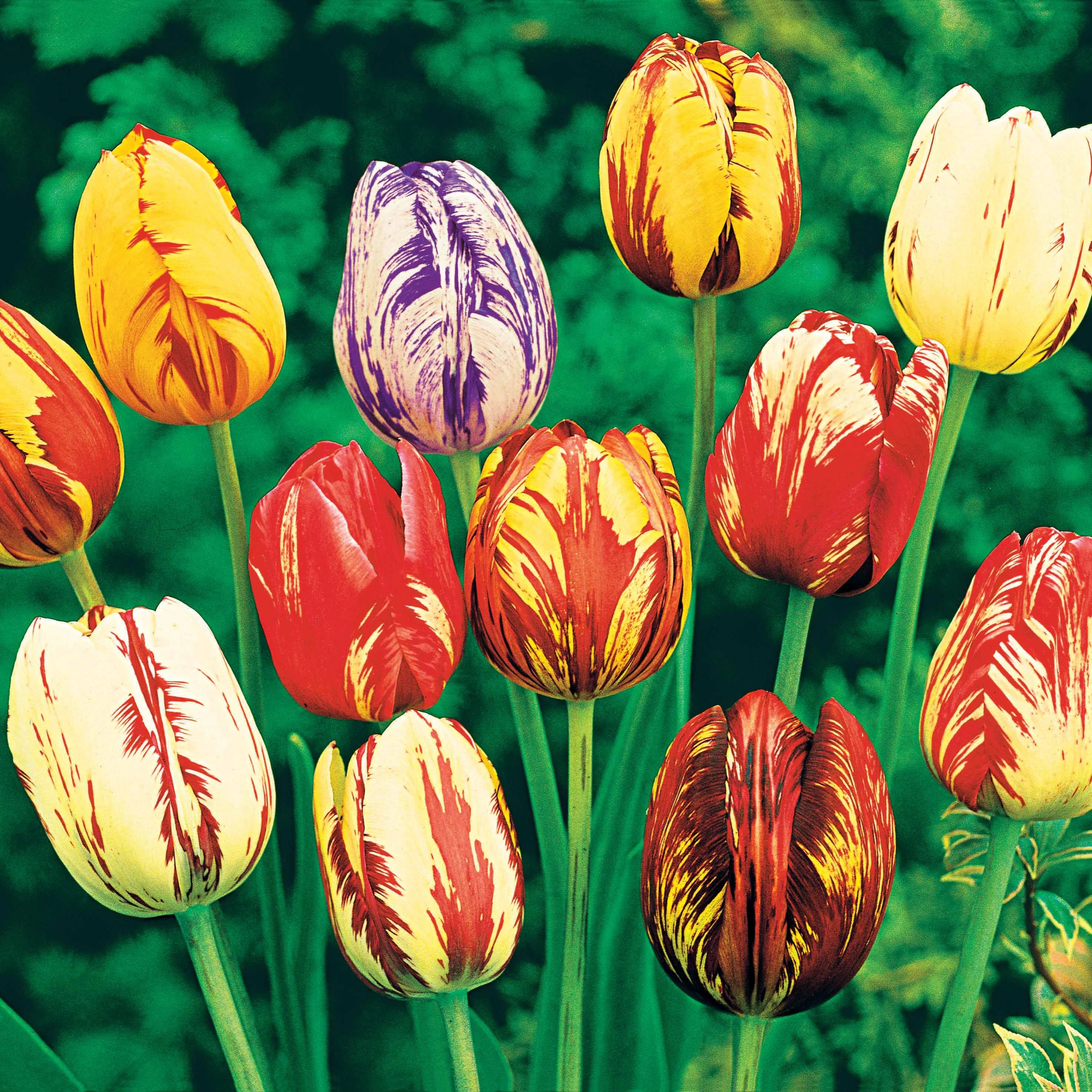 Gevlamde tulpen gemengd (x20) - Image 2