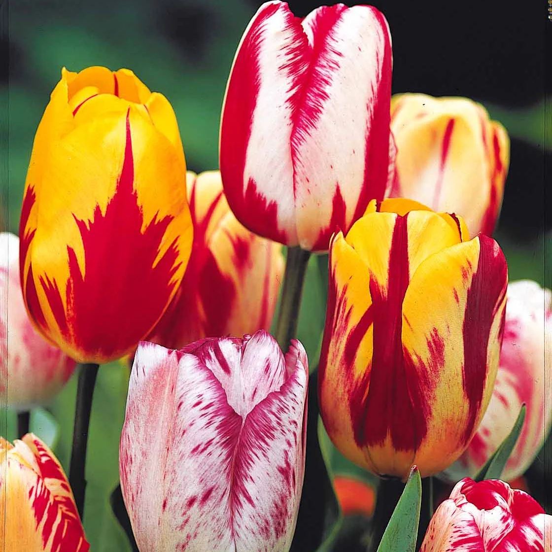 Gevlamde tulpen gemengd (x20) - Image 3