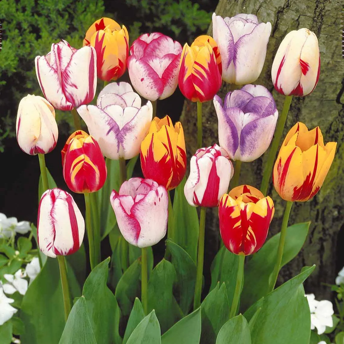 Gevlamde tulpen gemengd (x20) - Image 4