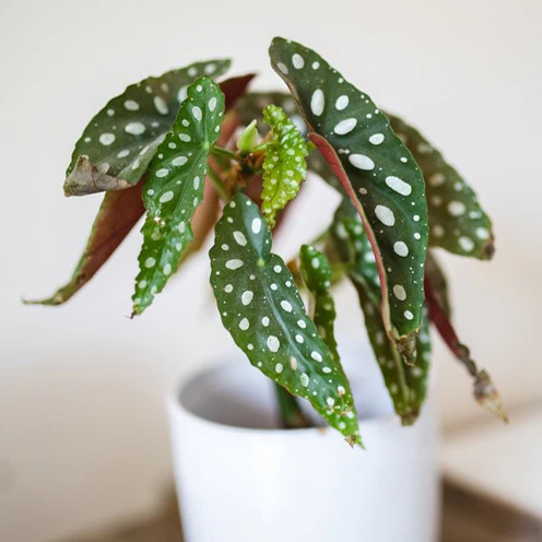 Gevlekte begonia - Image 2
