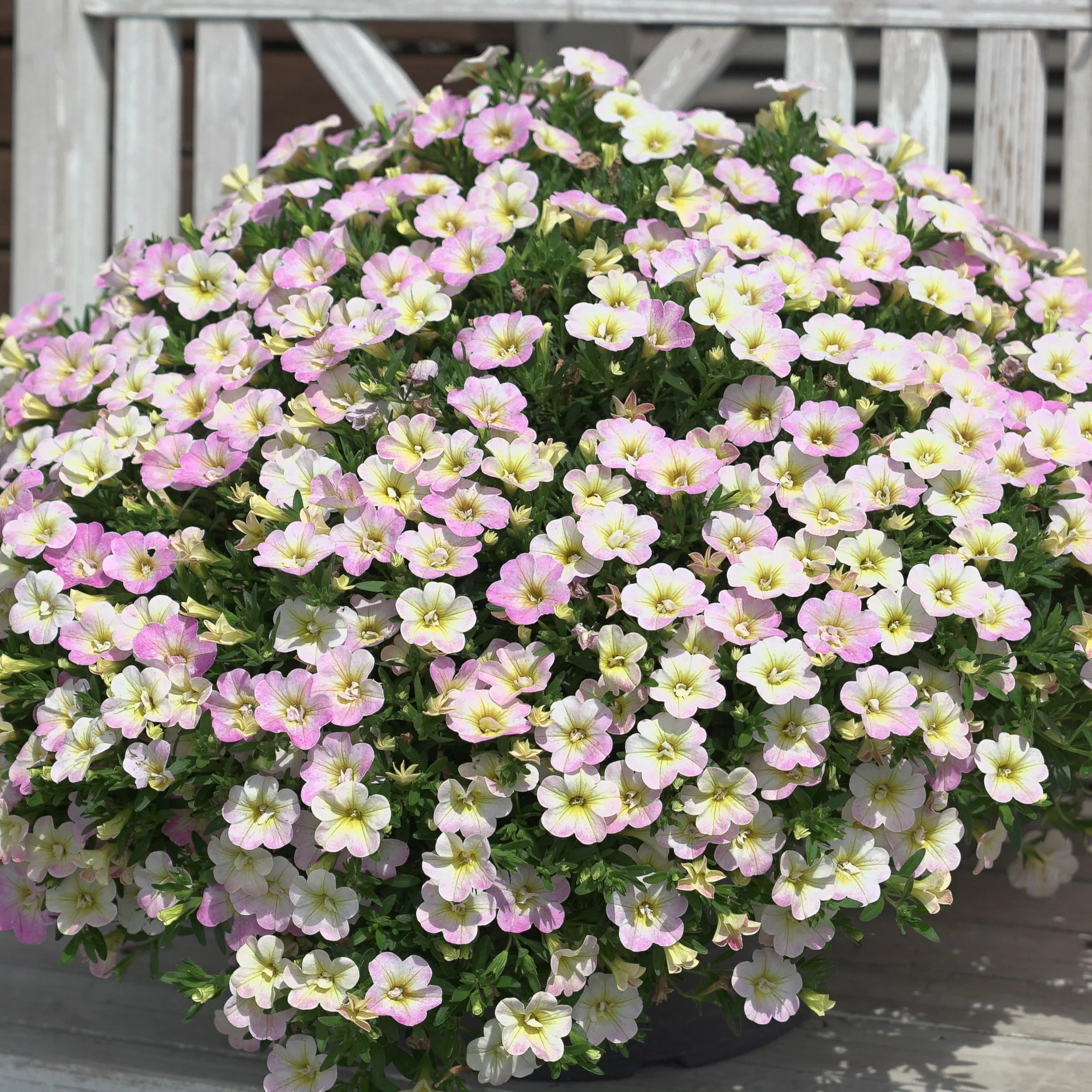 Gevulde Mini Petunia pastelkleur (x3)