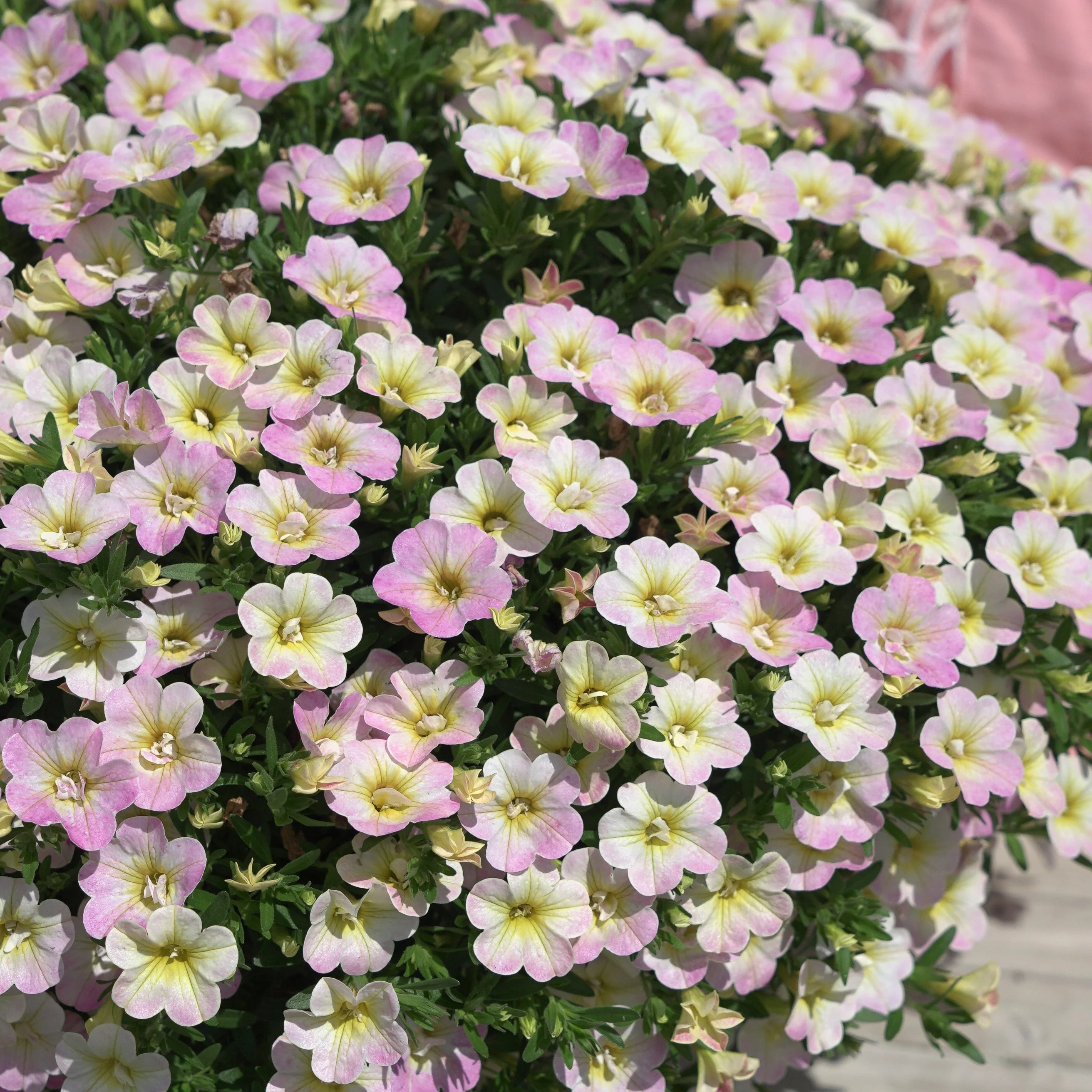 Gevulde Mini Petunia pastelkleur (x3) - Image 2